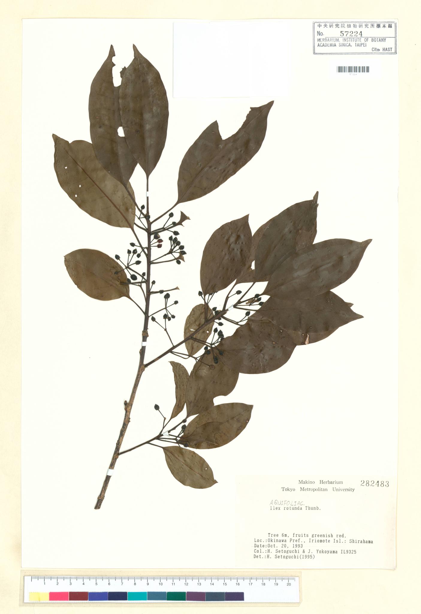 Sample image for viewer