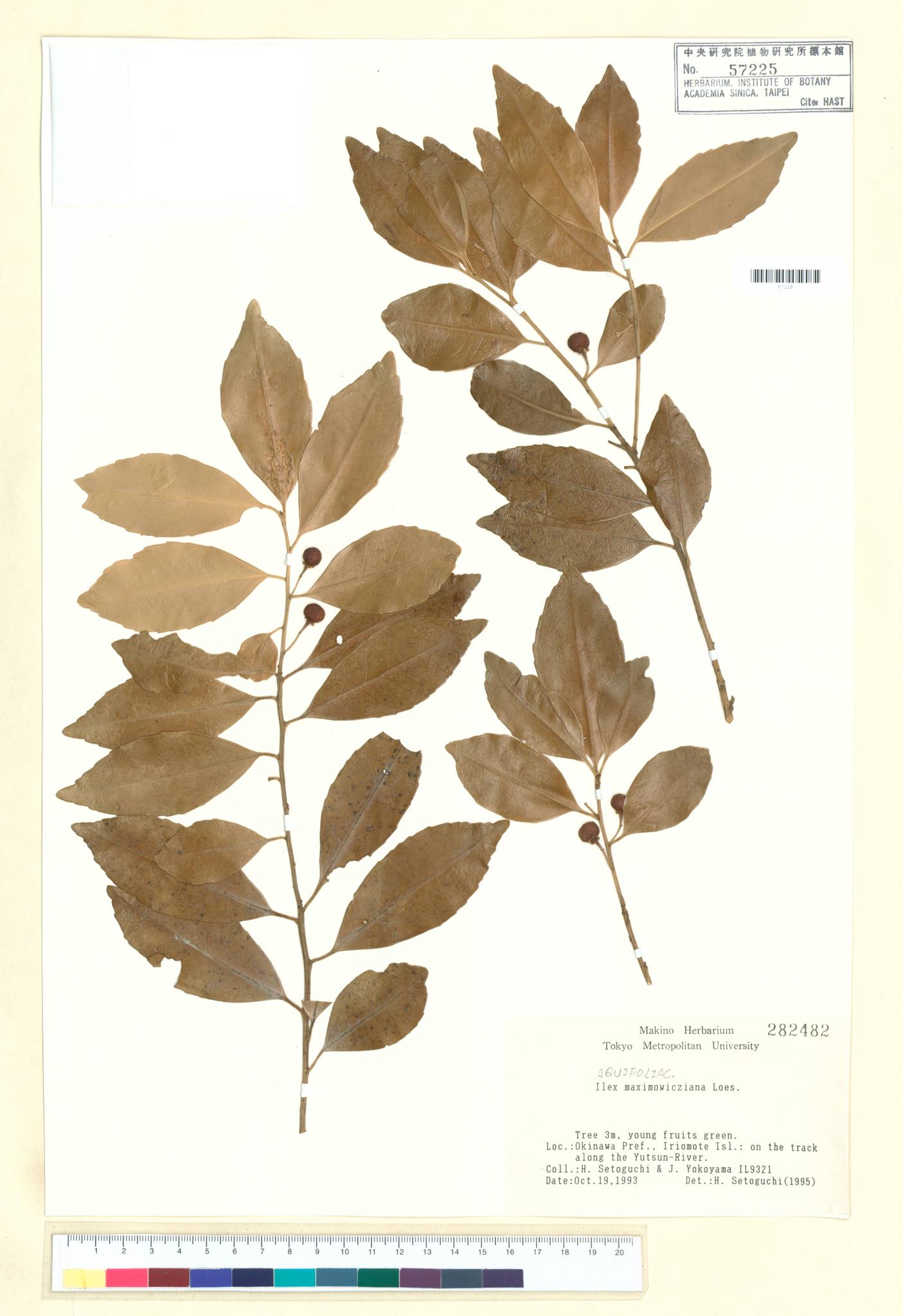 Sample image for viewer