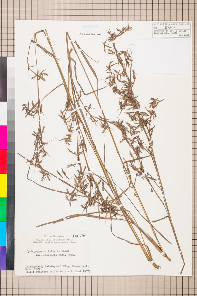 <Unit #108729 MAKINO, Tomitaro |  | 146792:: | Cymbopogon tortilis (Presl) A. Camus var. goeringii (Steud.) Hand.-Mazz.>