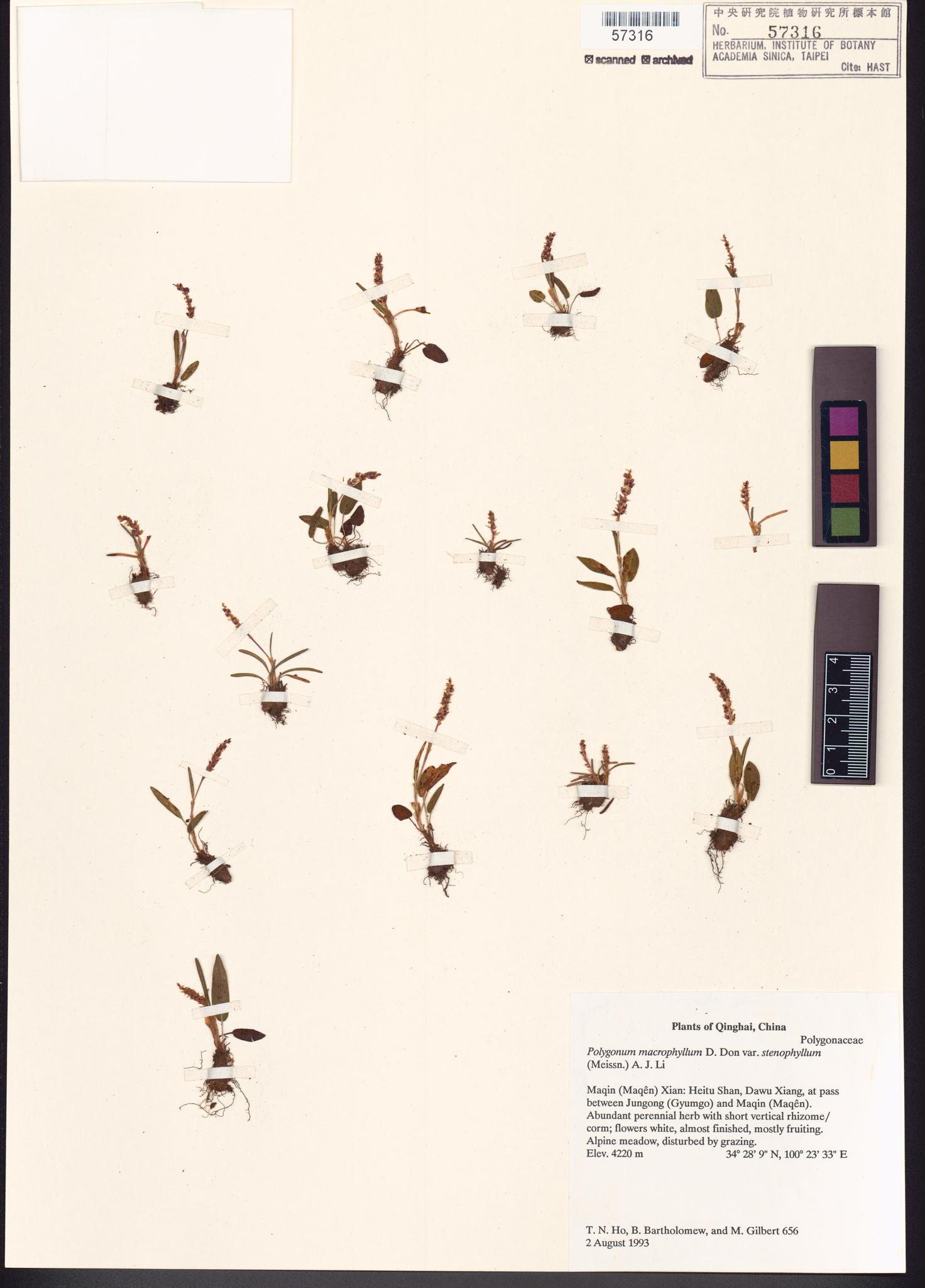 Sample image for viewer