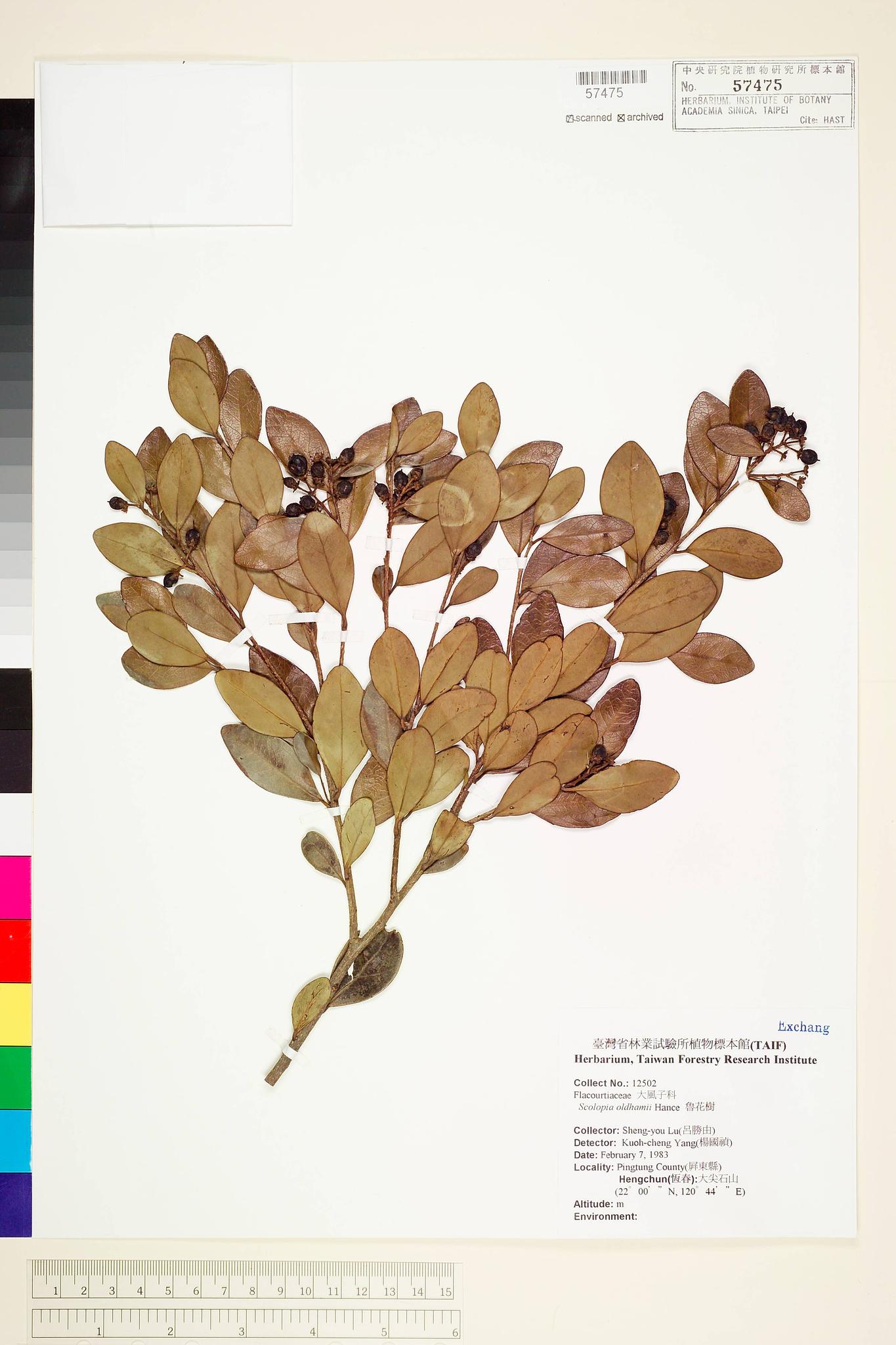 Sample image for viewer