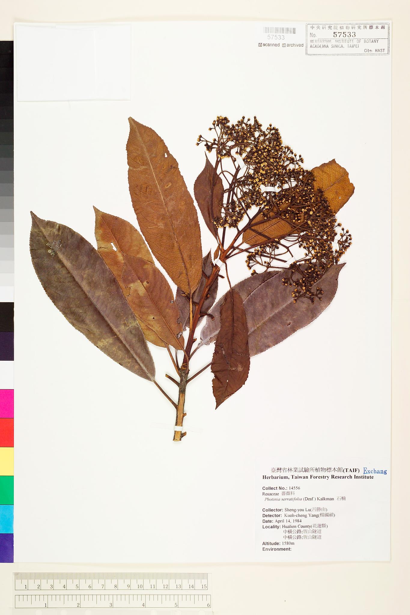 Sample image for viewer