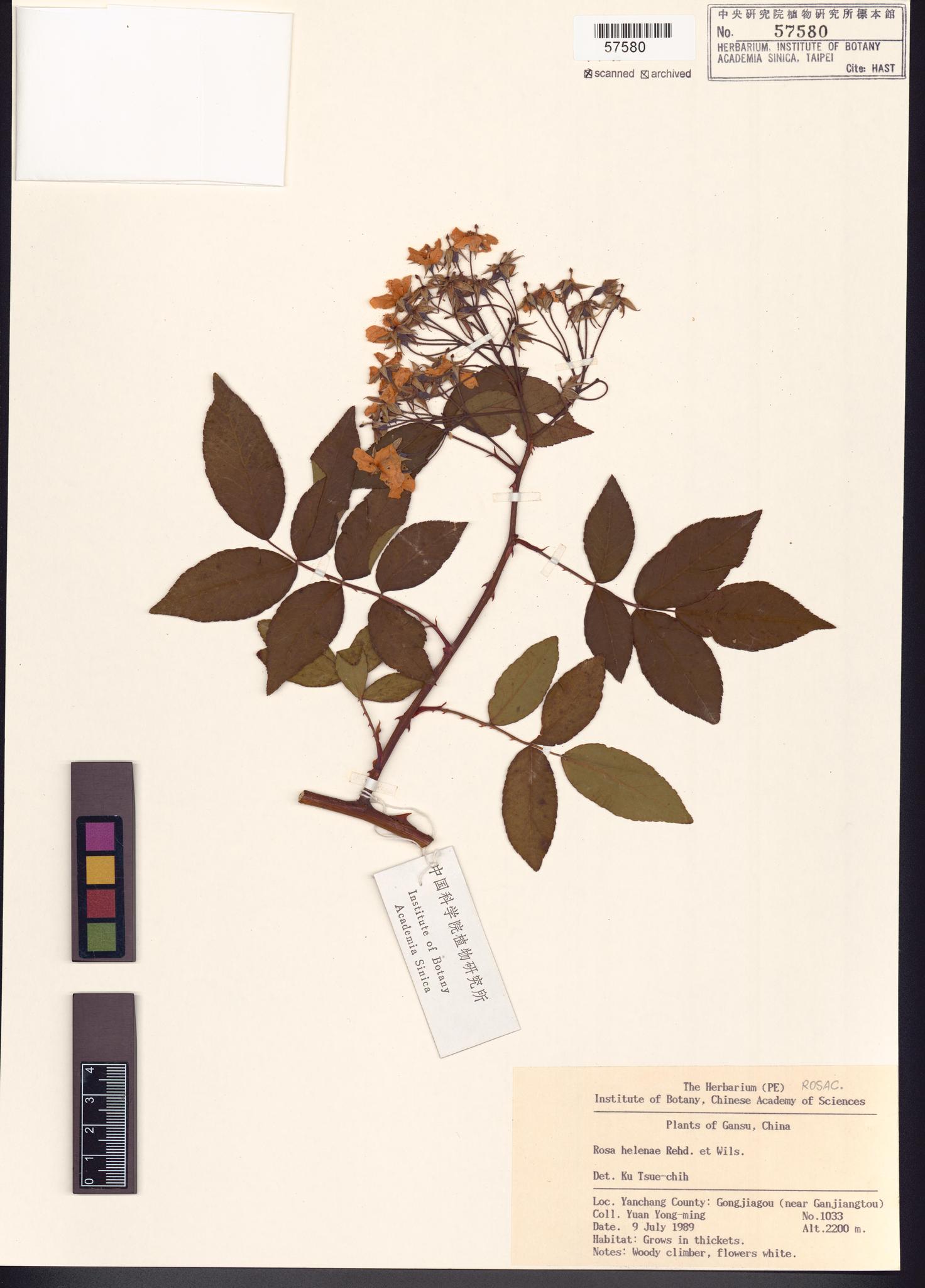 Sample image for viewer