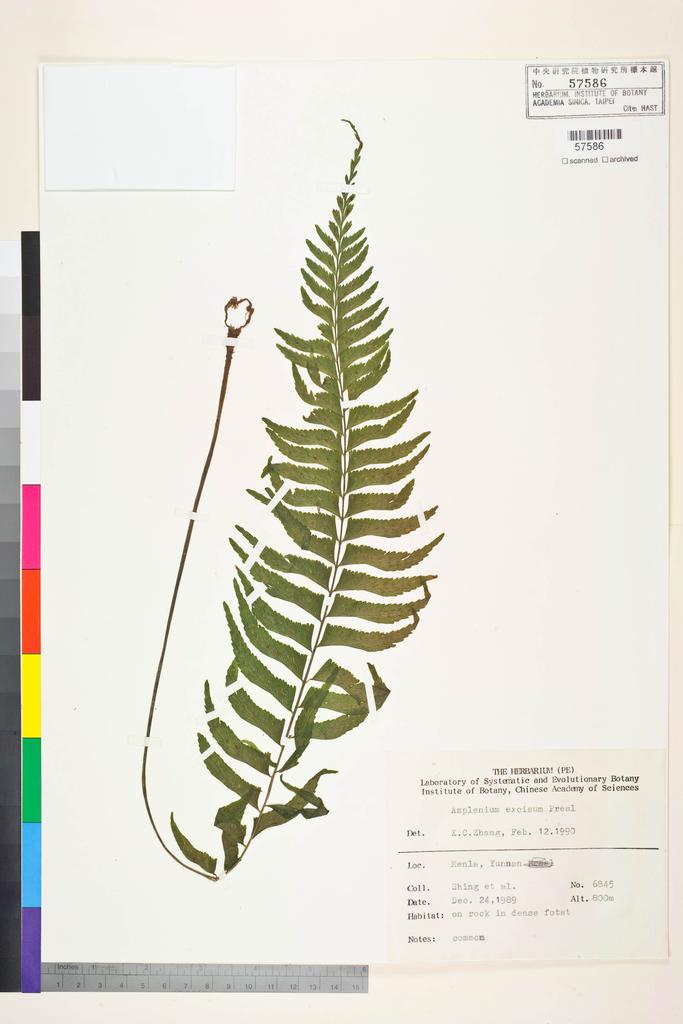 <Unit #128438  | 6845:: | Asplenium excisum Presl>