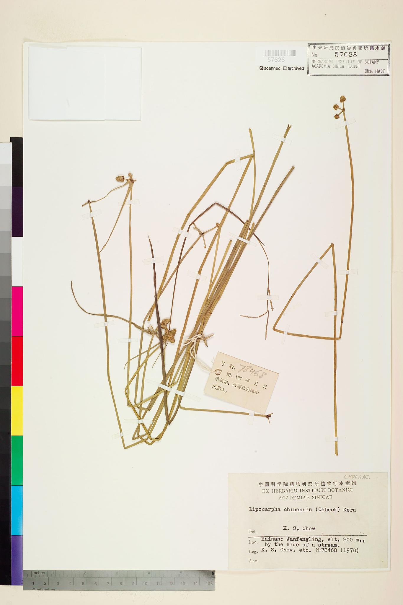 Sample image for viewer