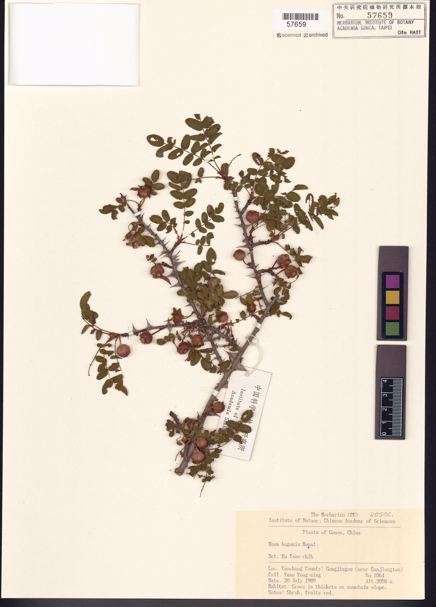 Sample image for viewer