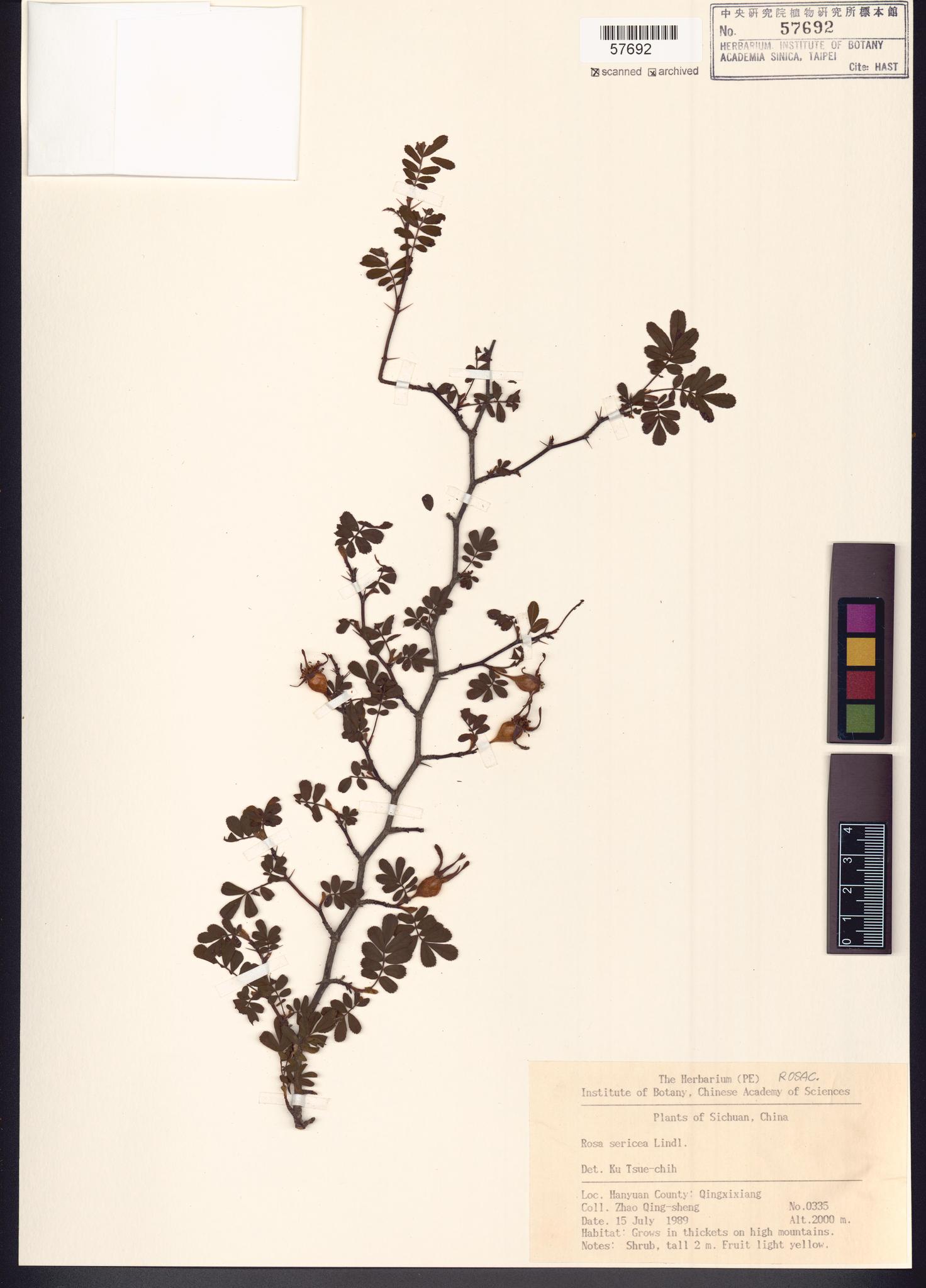 Sample image for viewer