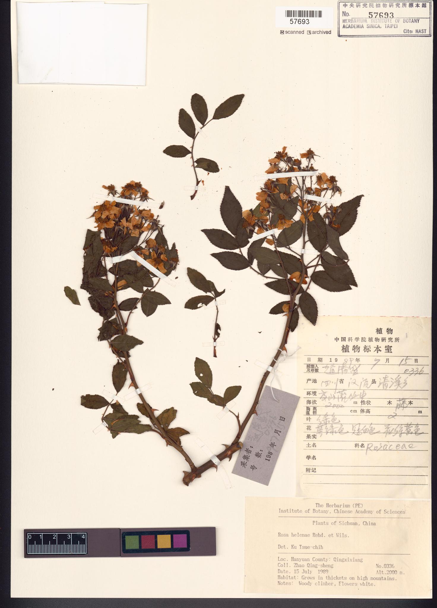 Sample image for viewer