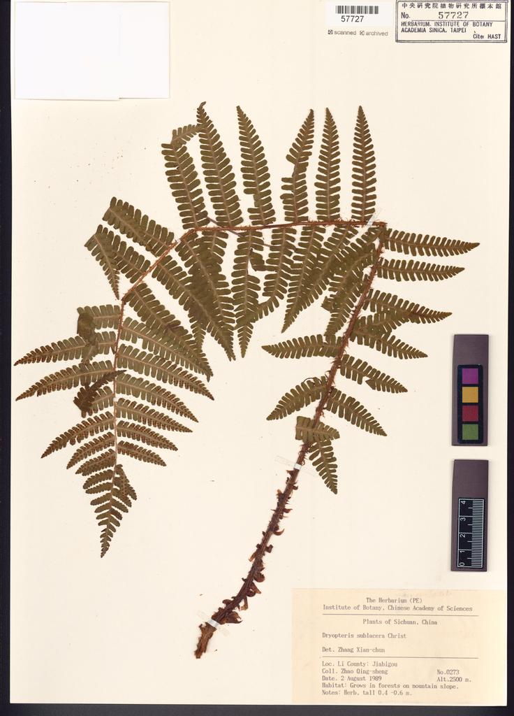 <Unit #128547  | 273:: | Dryopteris sublacera Christ>
