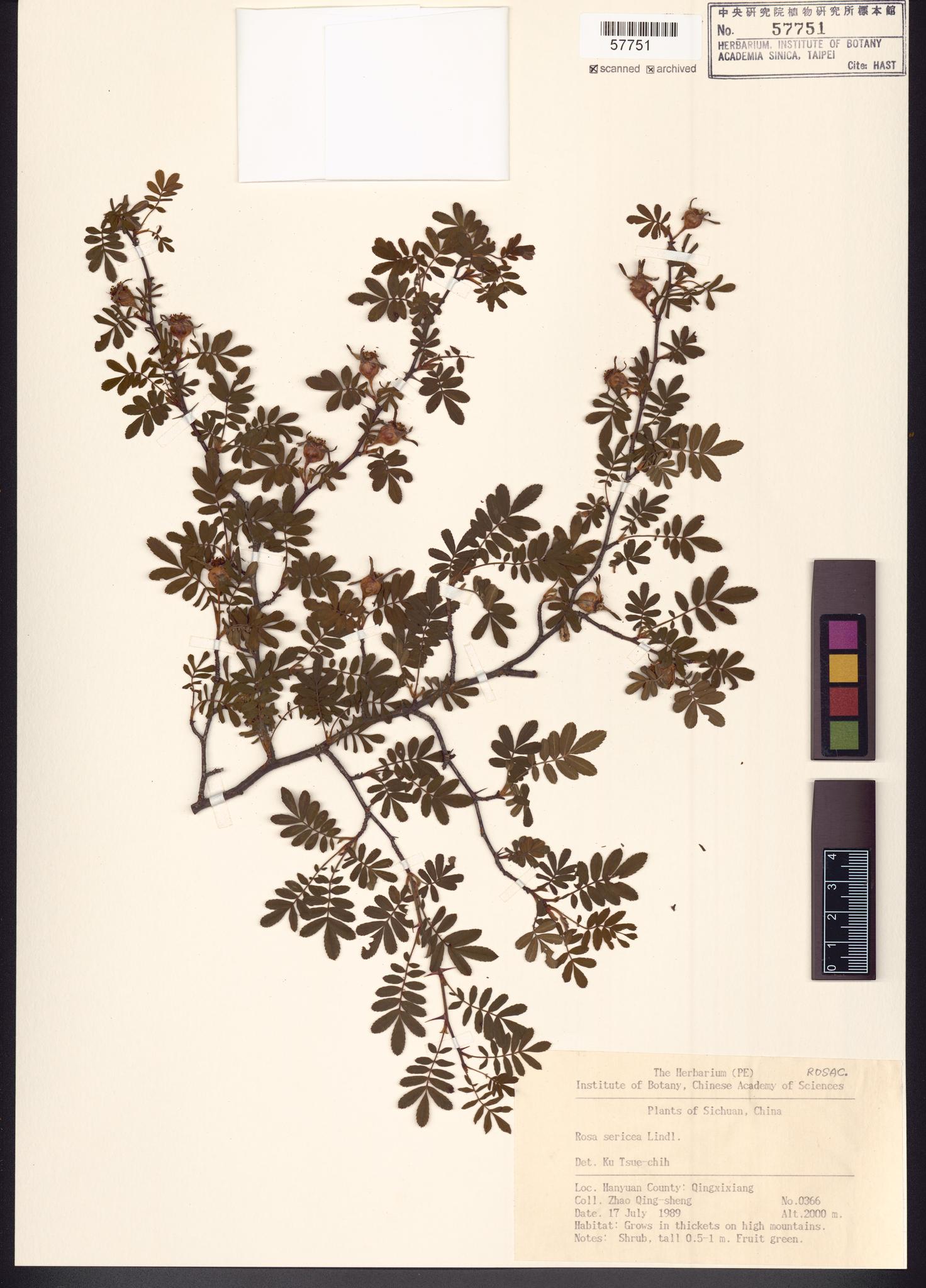 Sample image for viewer