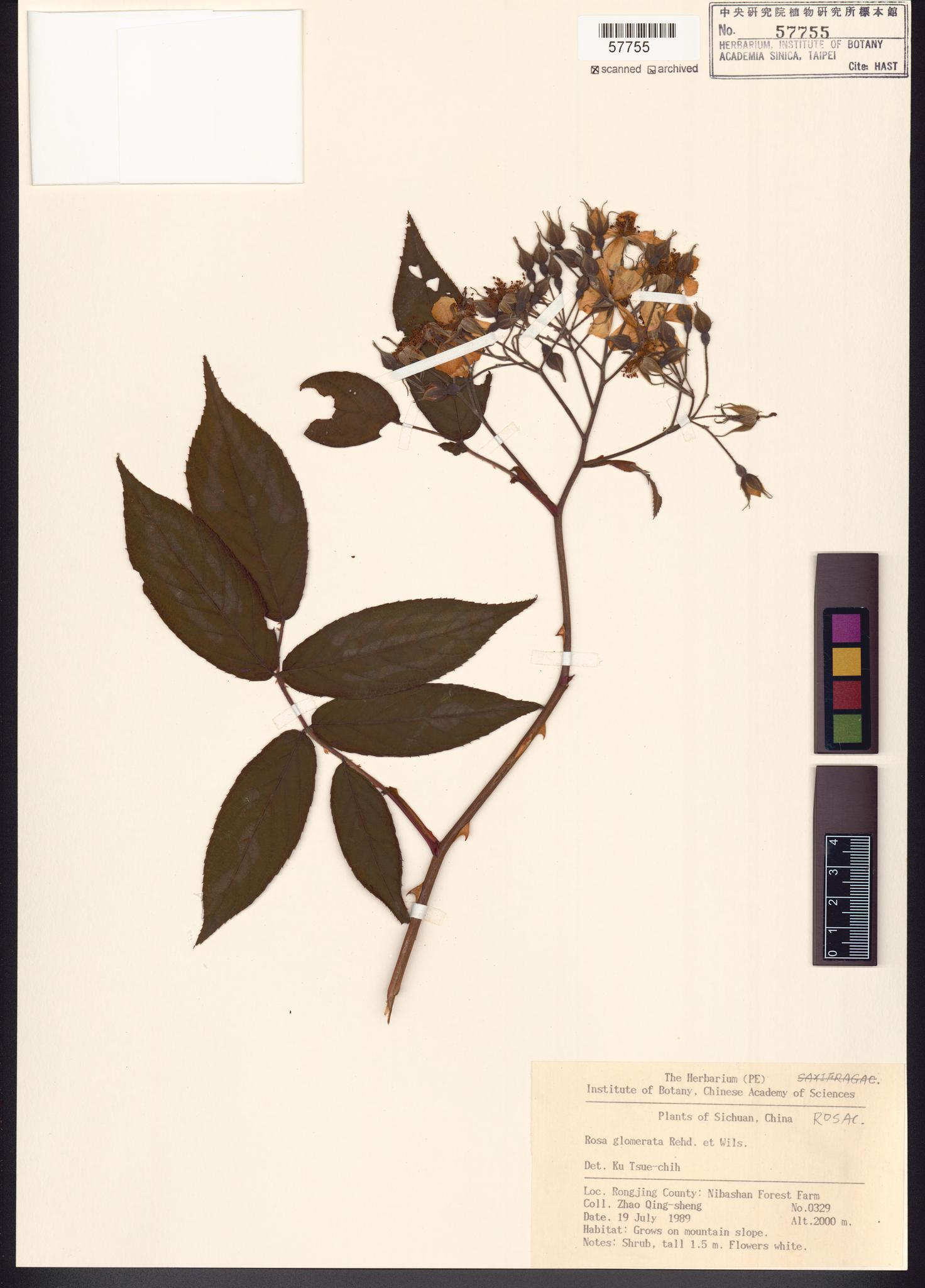 Sample image for viewer