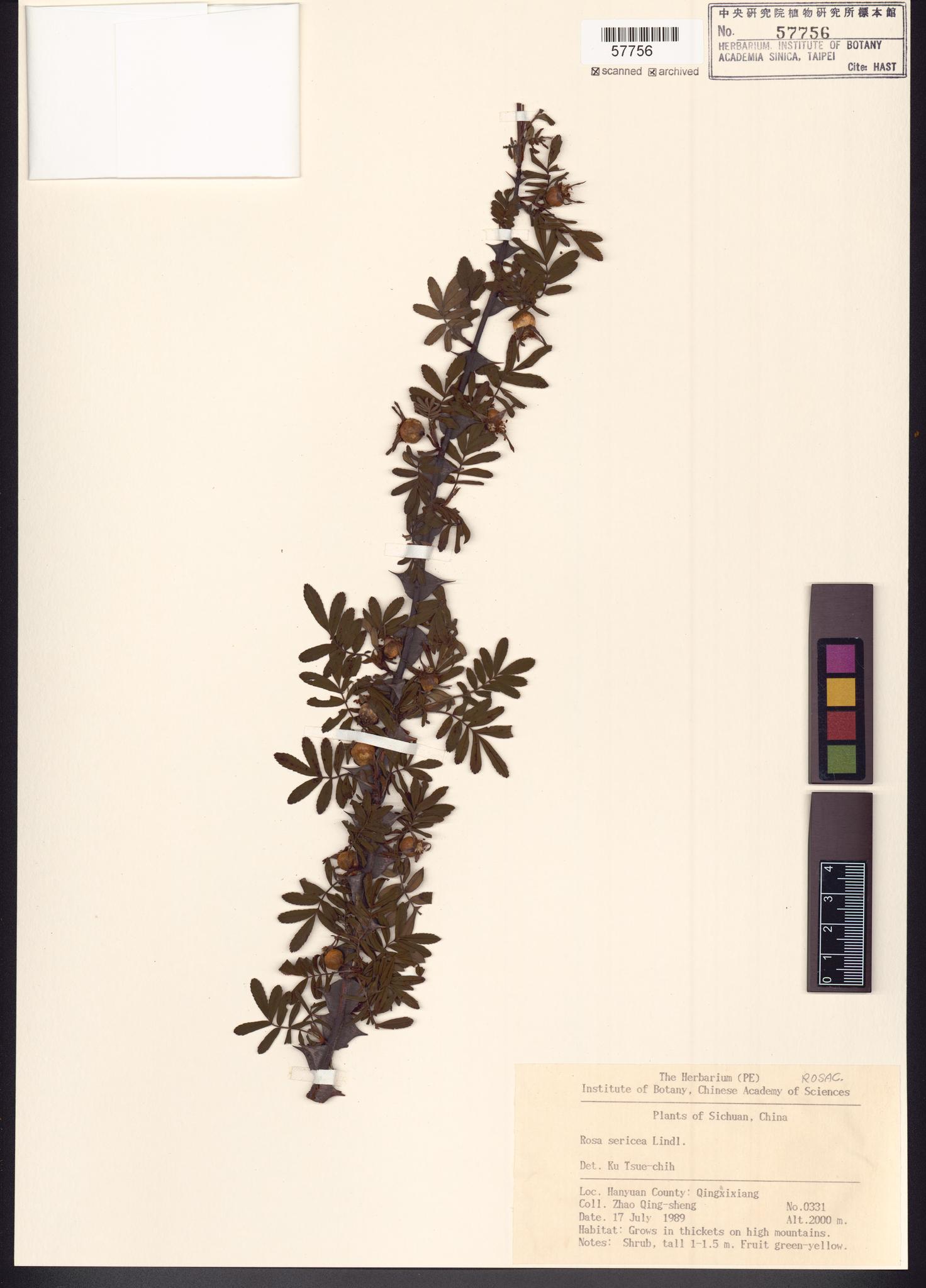 Sample image for viewer