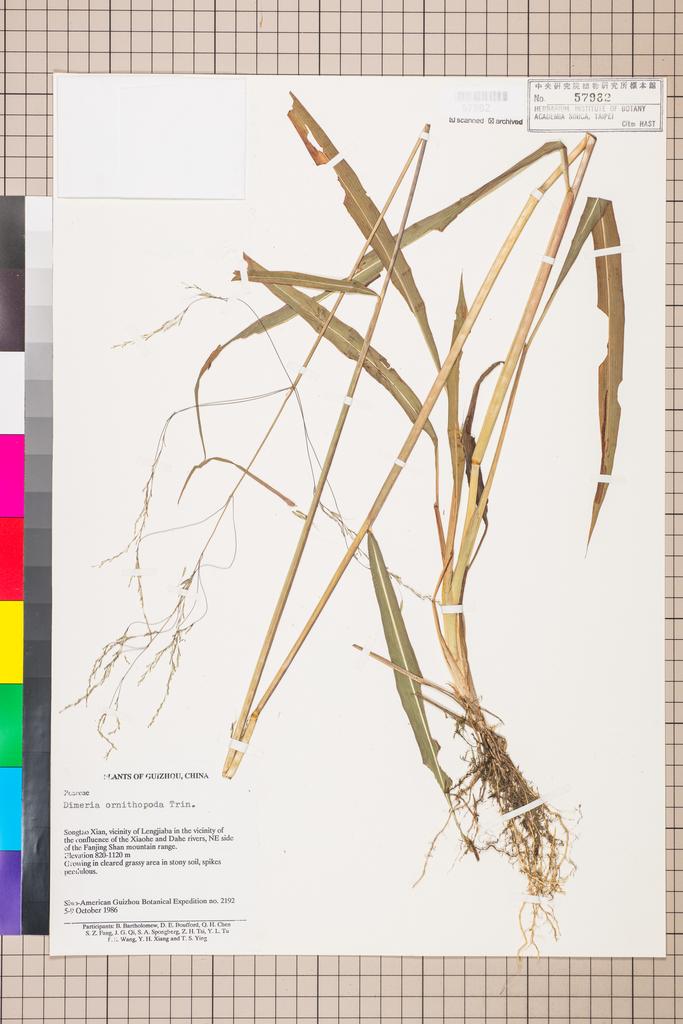 <Unit #109539 Bartholomew, Bruce |  | 2192:: | Dimeria ornithopoda Trin.>