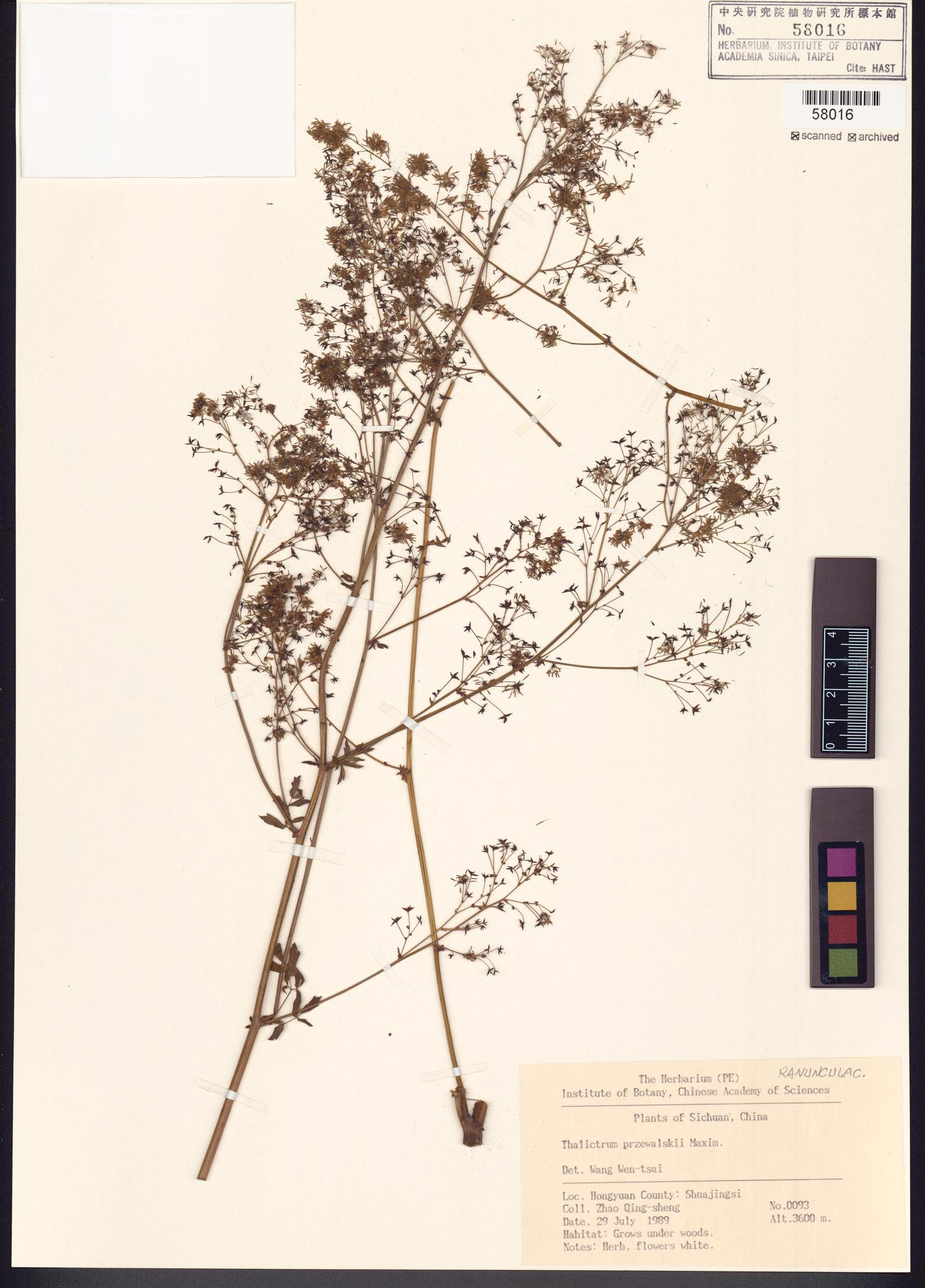 Sample image for viewer