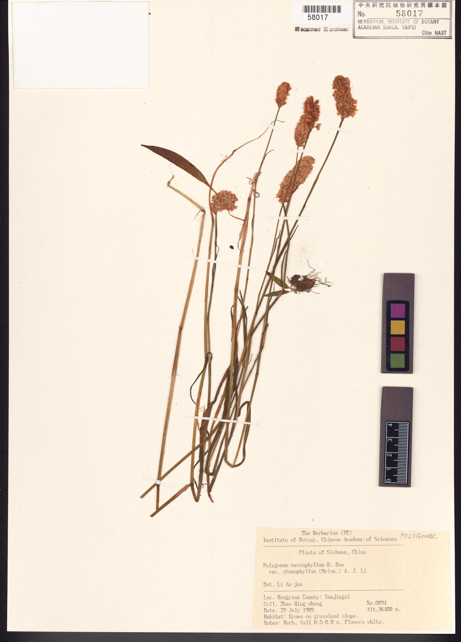 Sample image for viewer