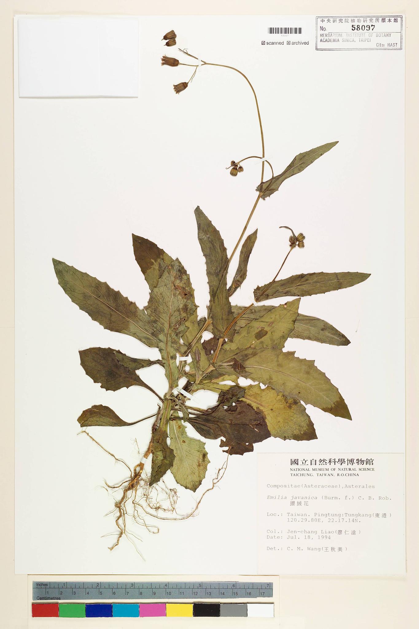 Sample image for viewer