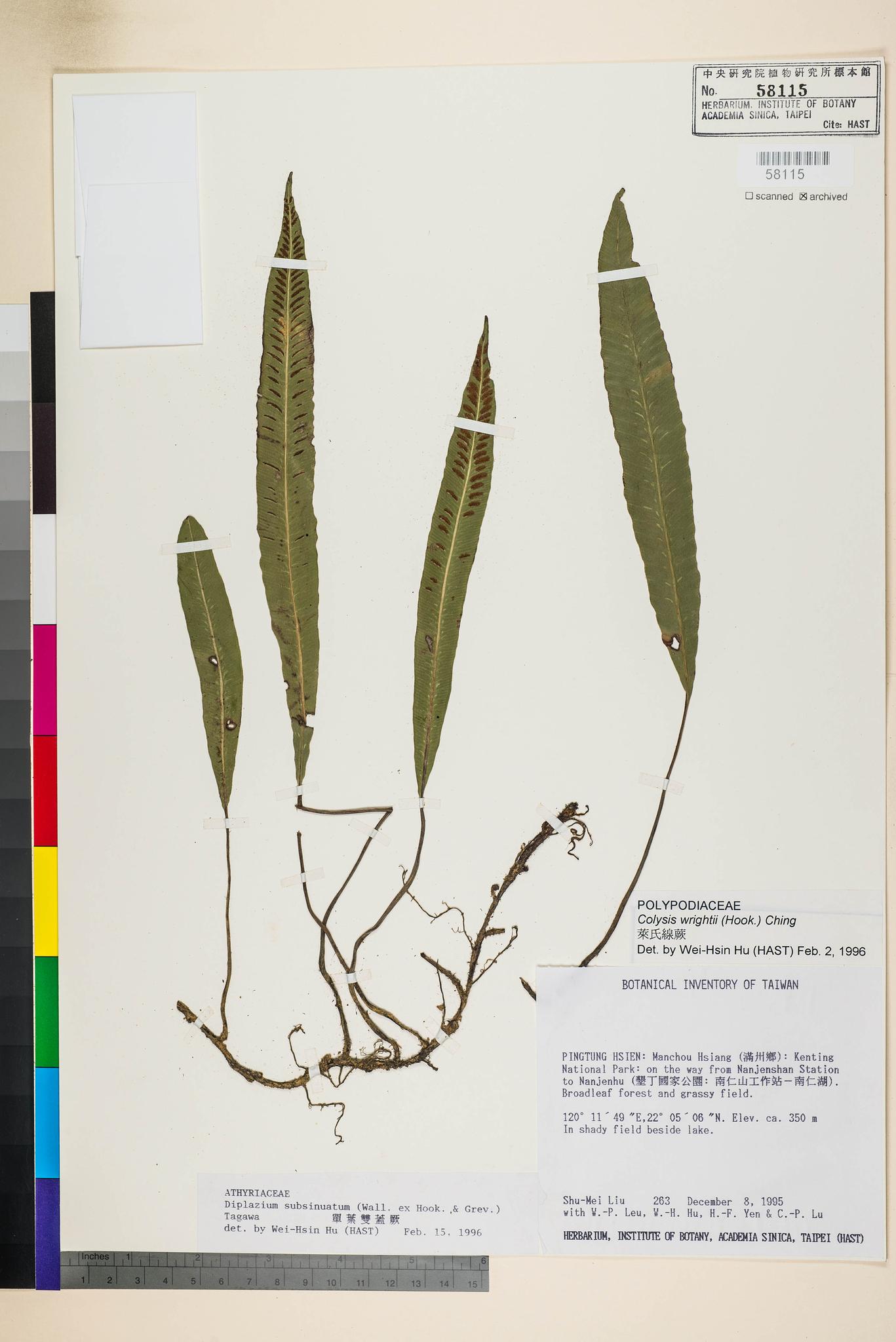 Sample image for viewer