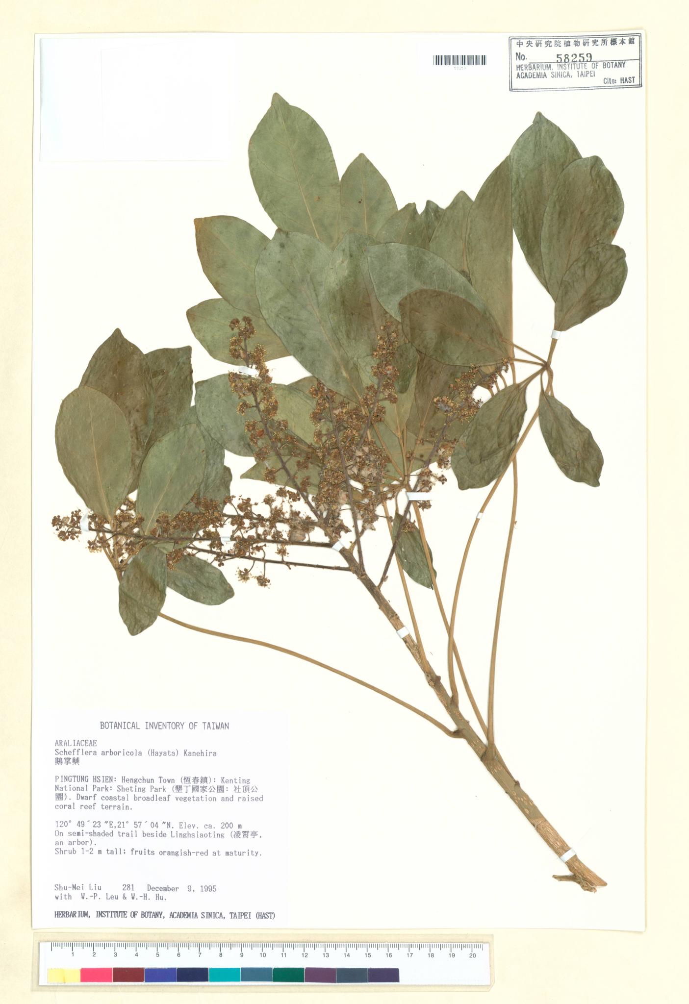 Sample image for viewer