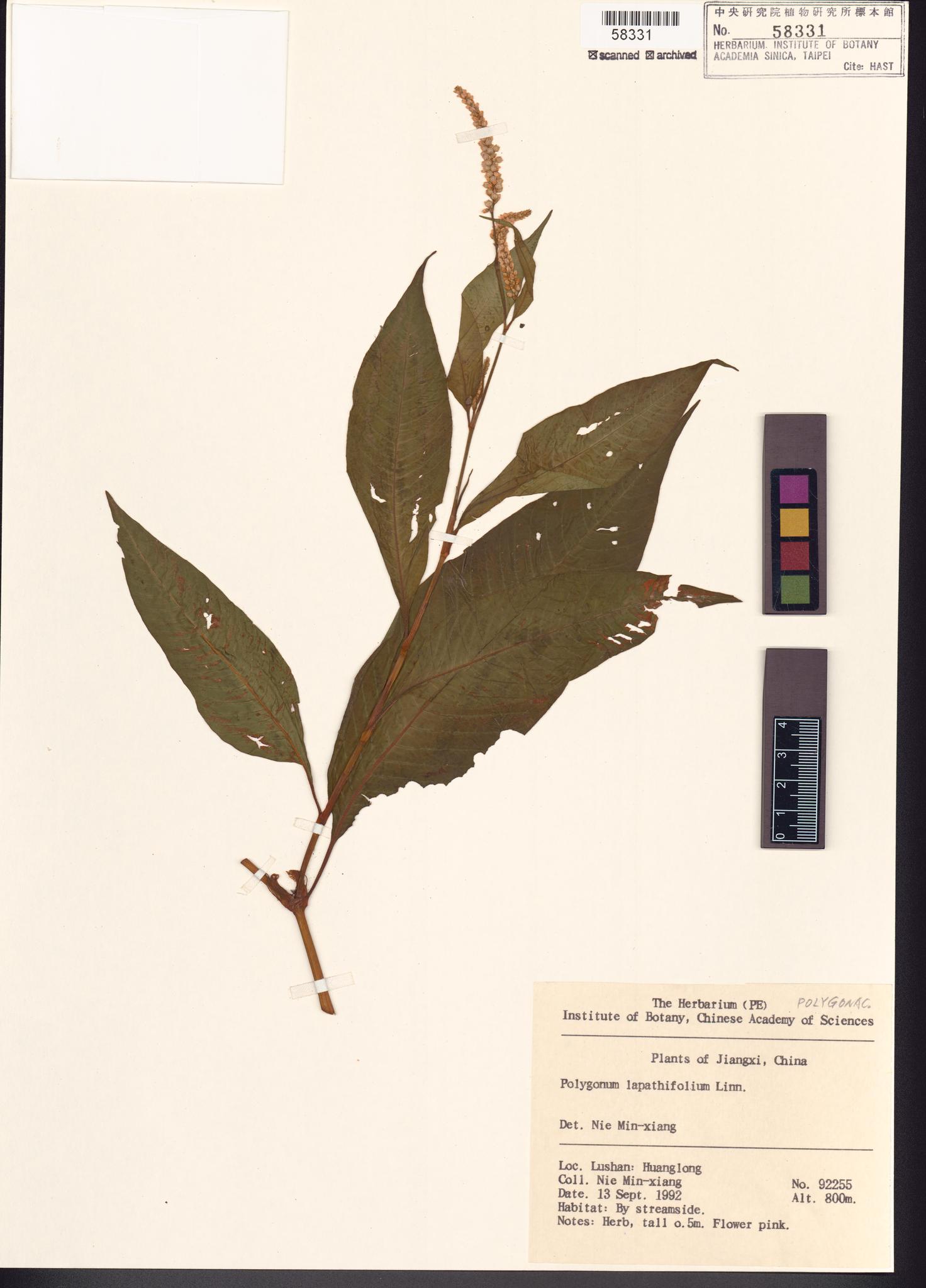 Sample image for viewer