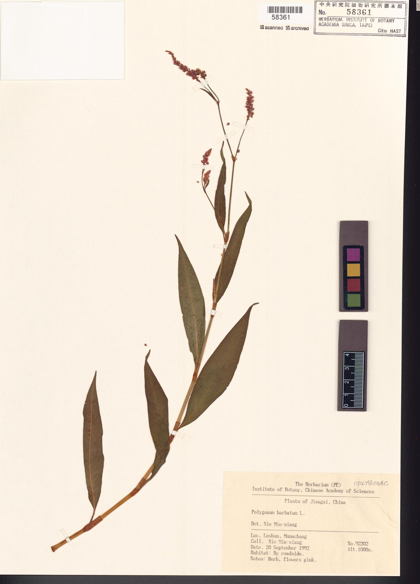 Sample image for viewer