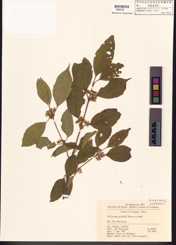 Callicarpa giraldii Hesse ex Rehder