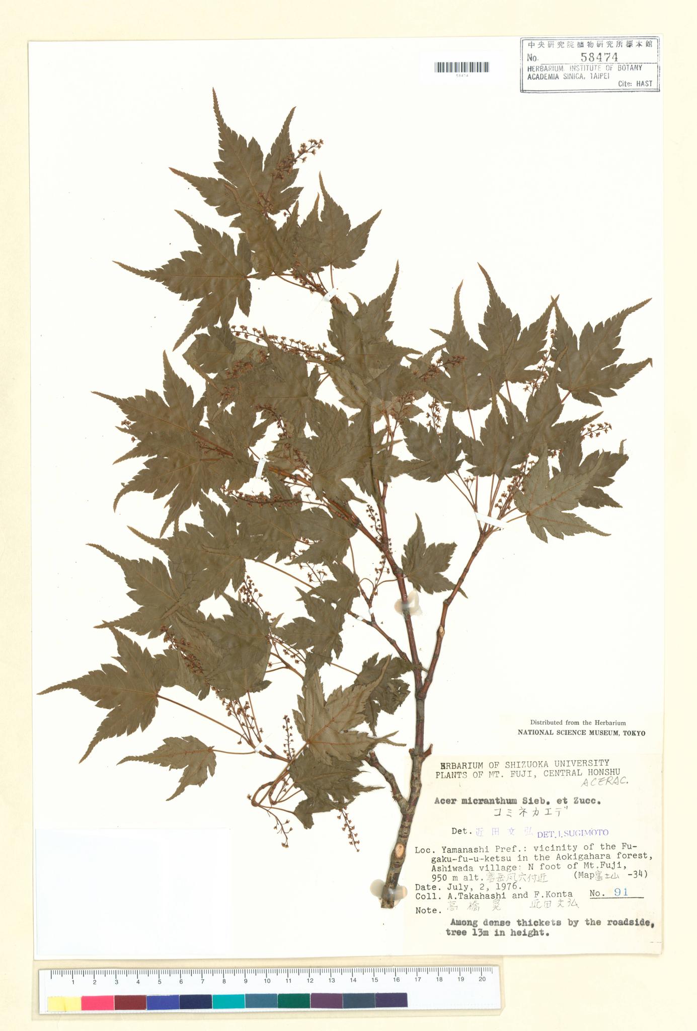 Sample image for viewer