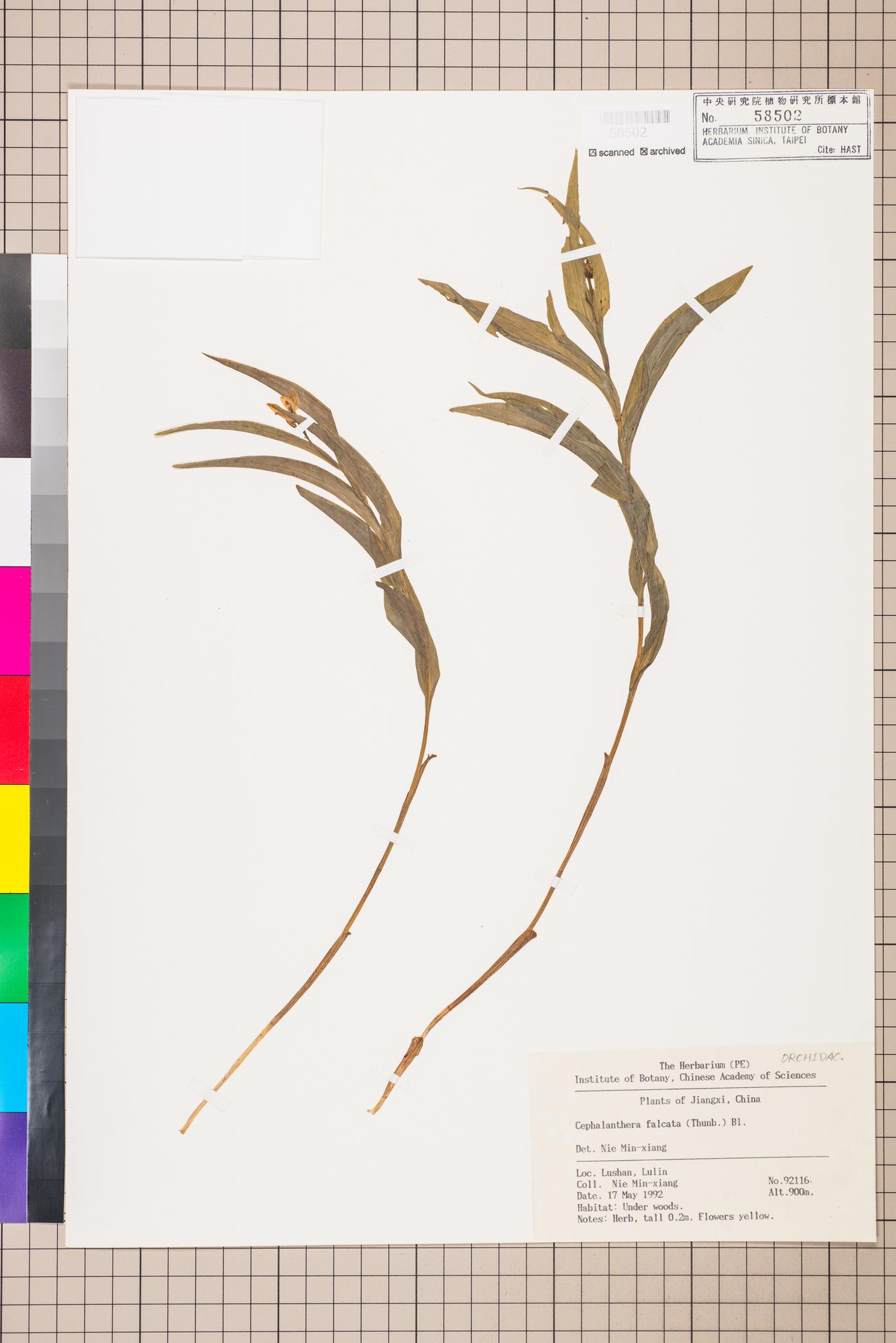 Sample image for viewer