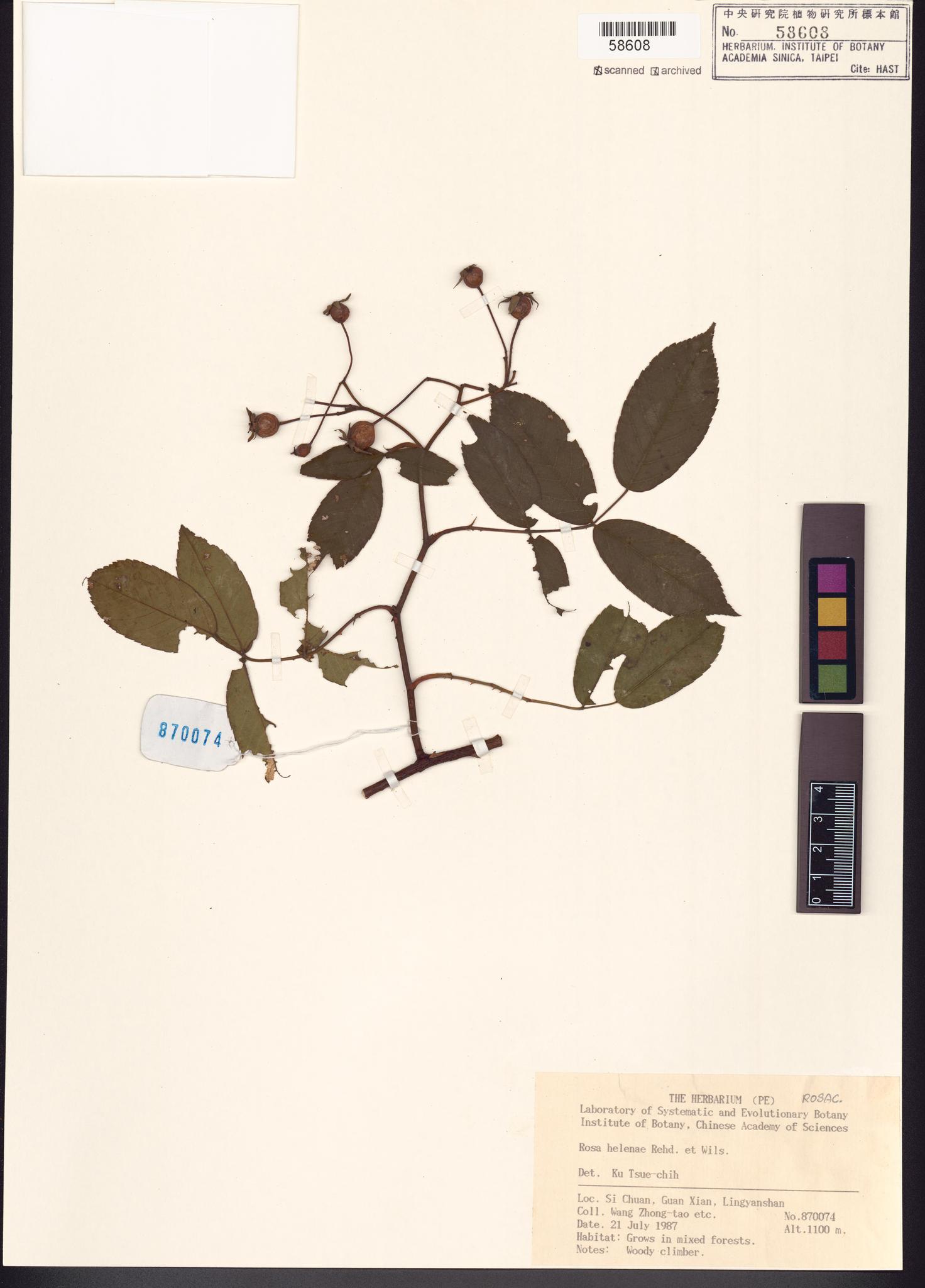 Sample image for viewer