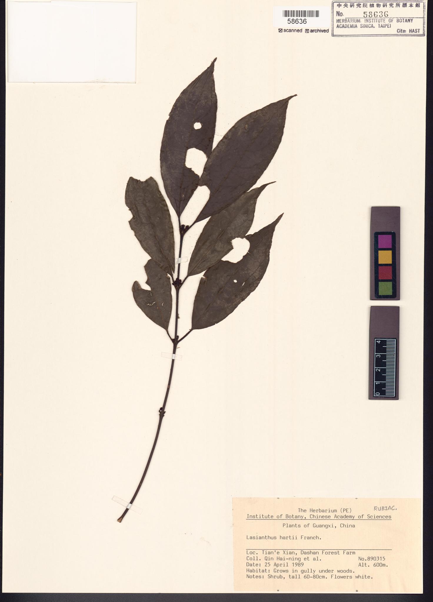 Sample image for viewer