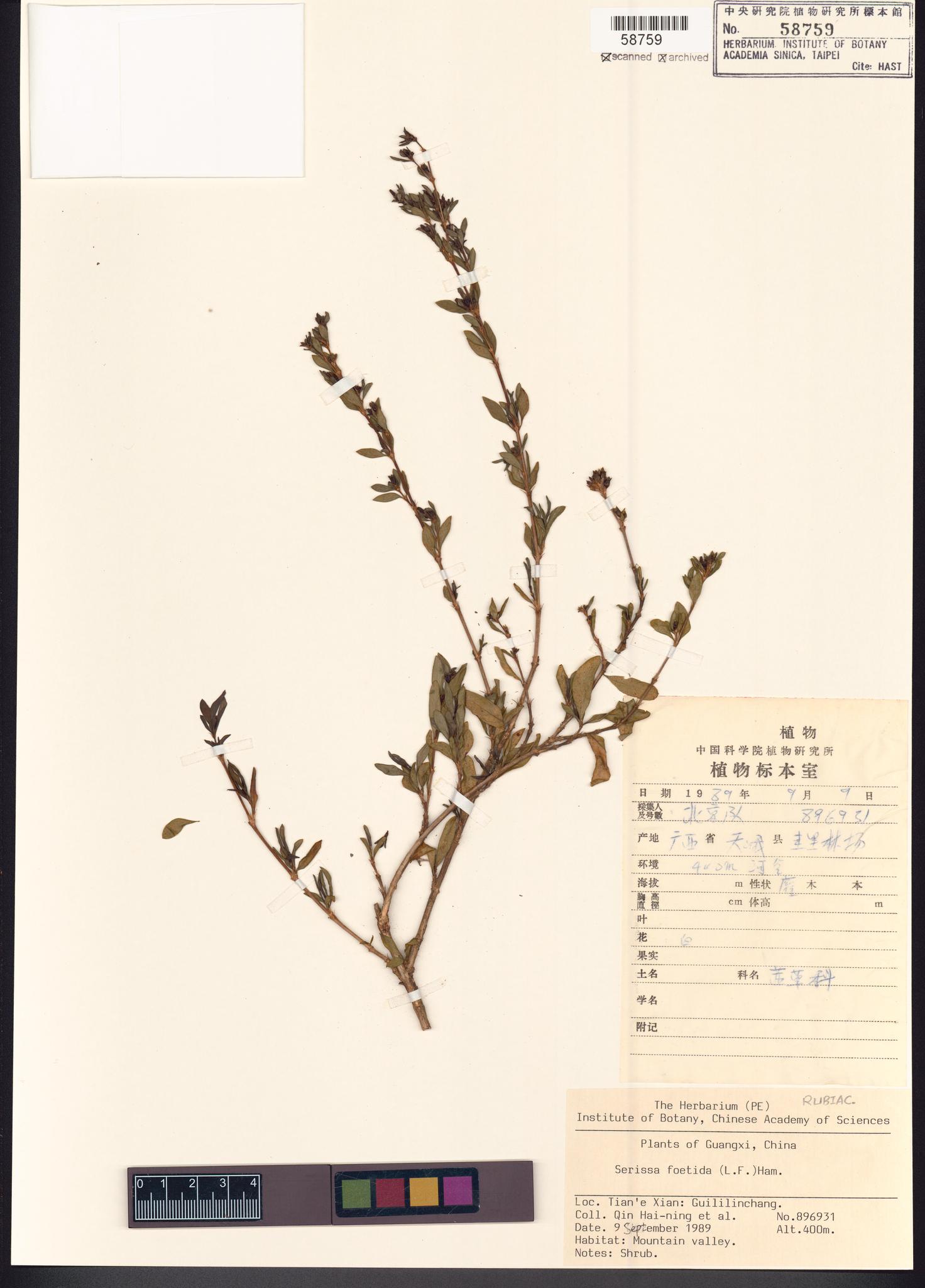 Sample image for viewer