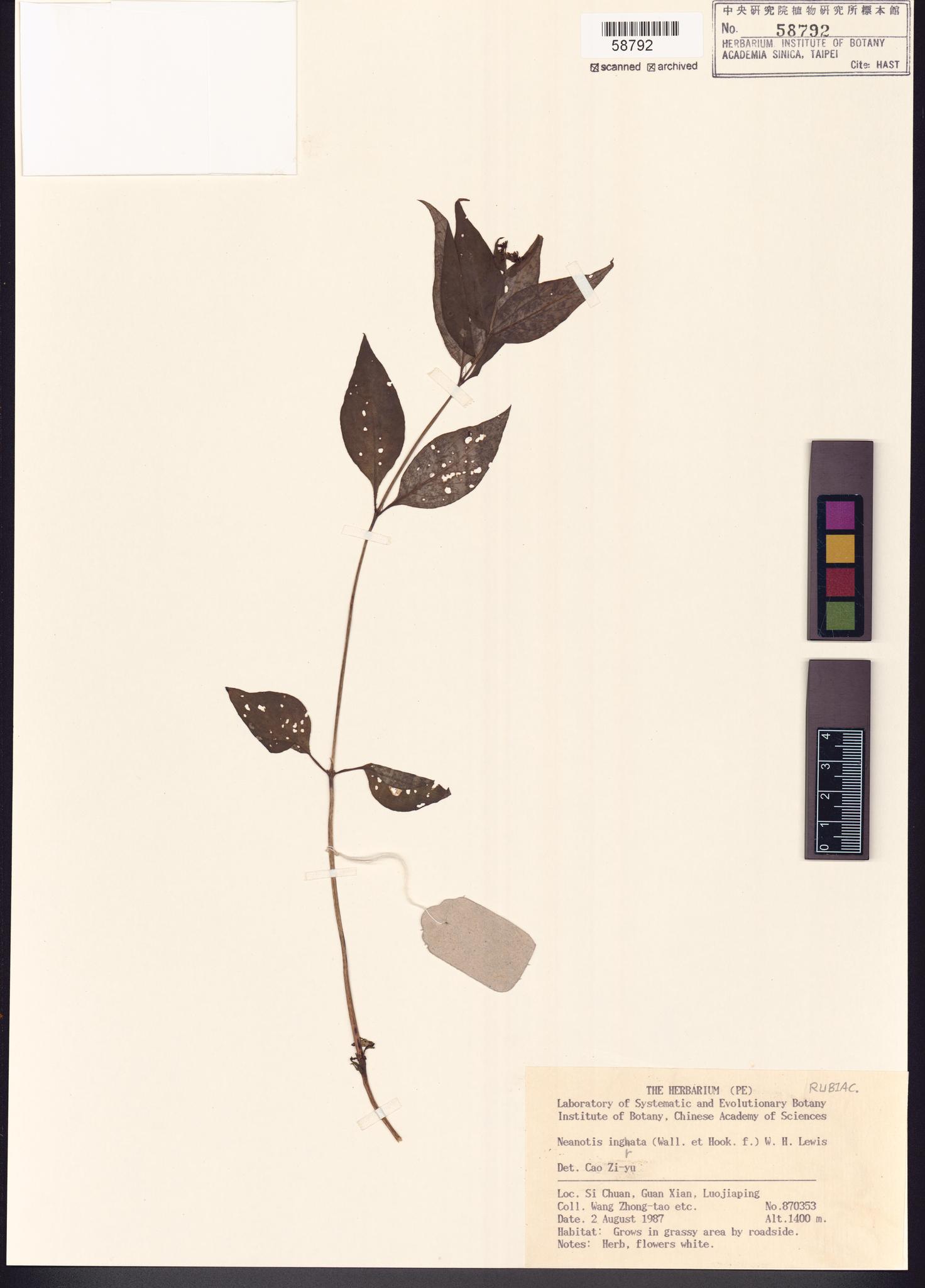 Sample image for viewer