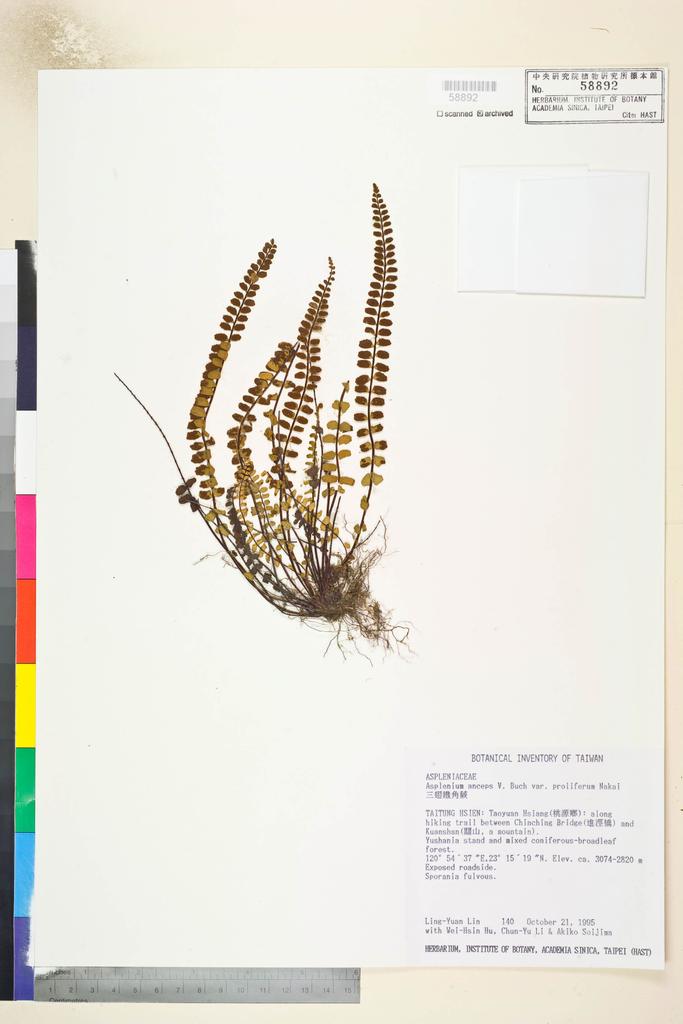 <Unit #7067 Lin, Ling-Yuan | 林玲遠 | 140:: | Asplenium anceps V. Buch var. proliferum Nakai>