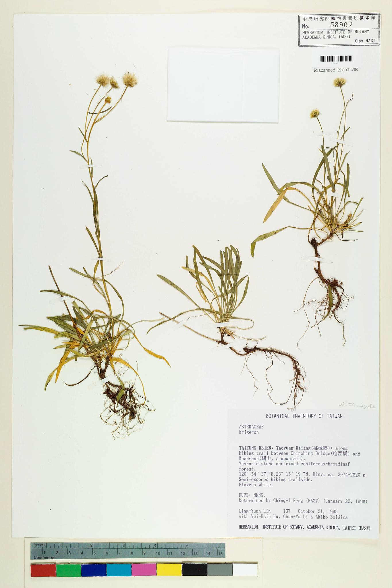 Sample image for viewer