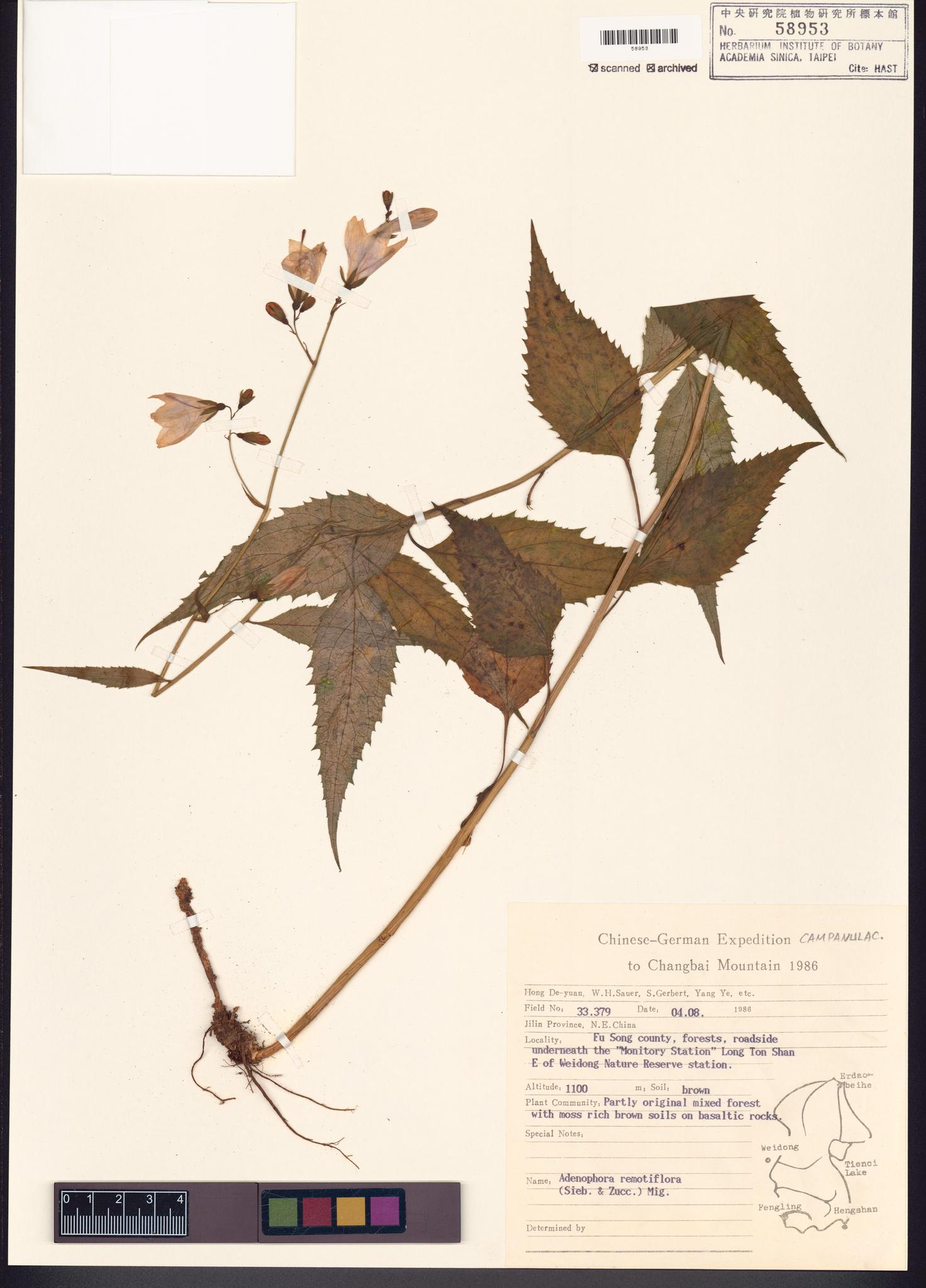 Sample image for viewer