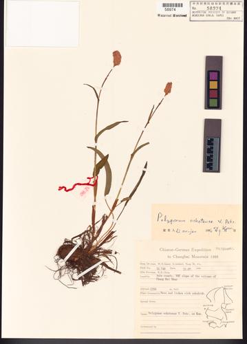 Polygonum