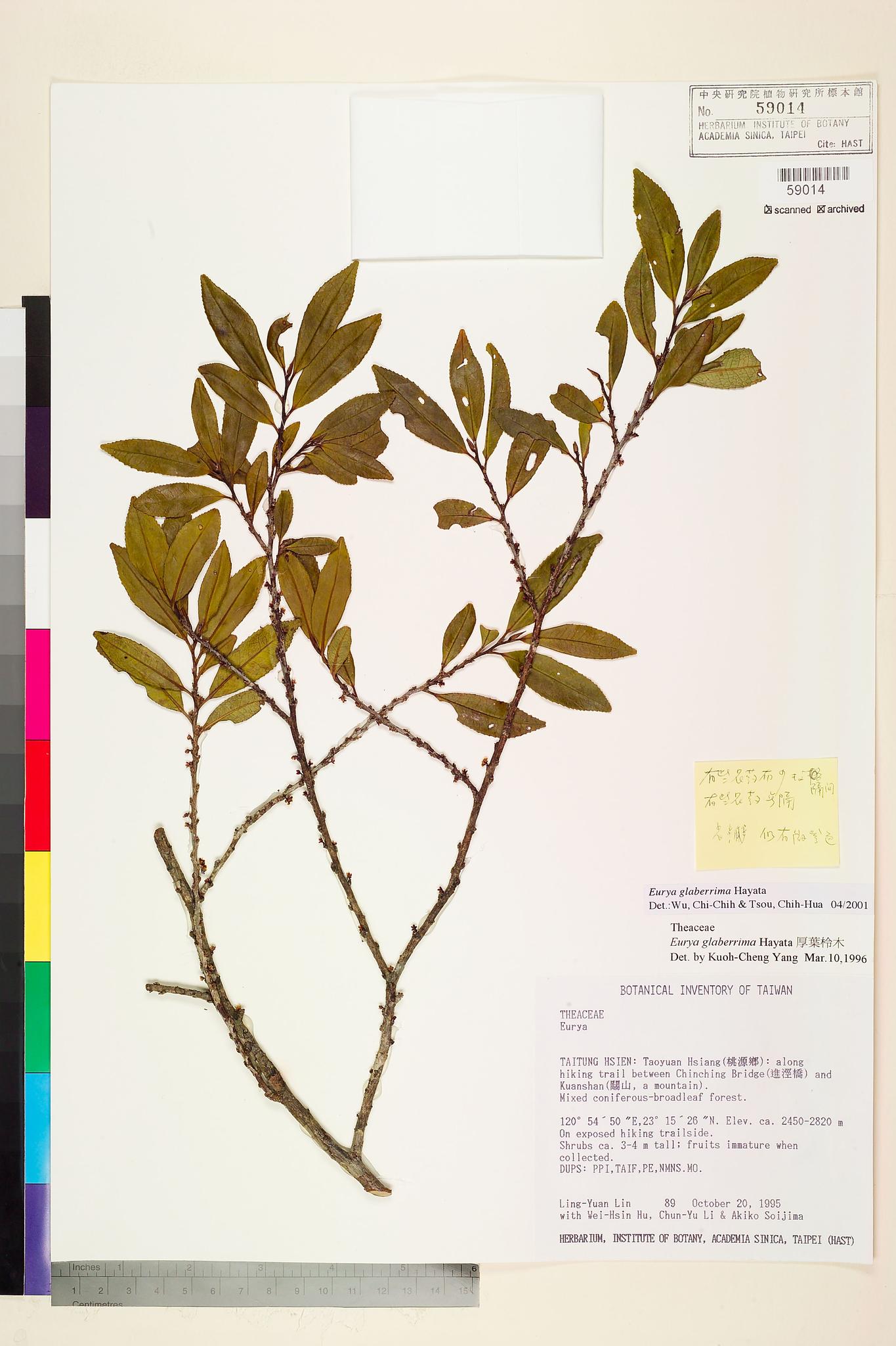 Sample image for viewer