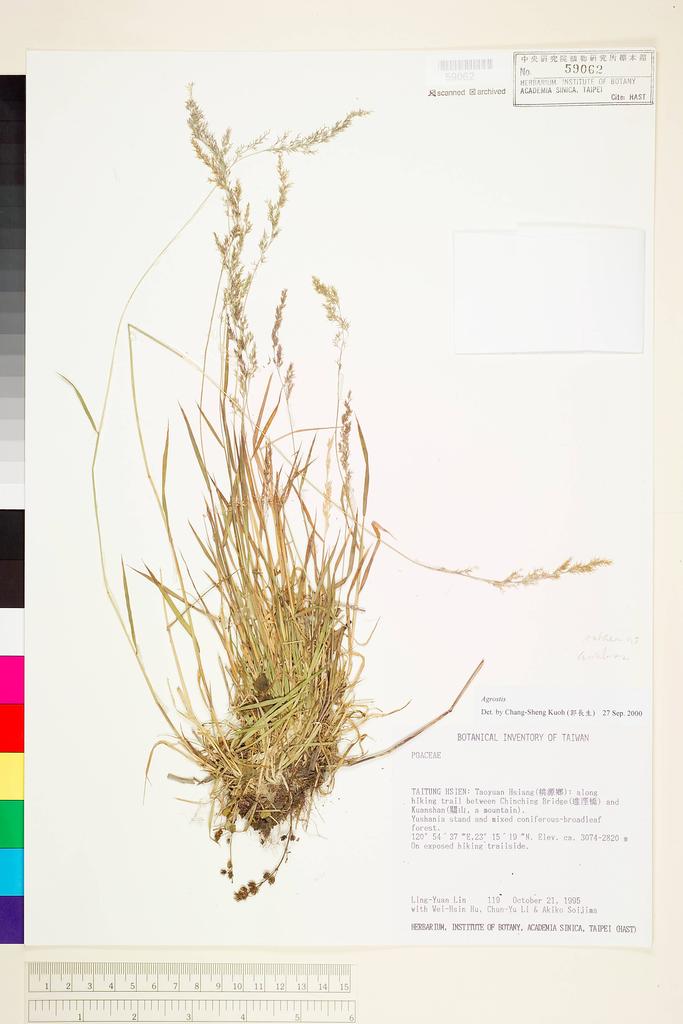 <Unit #6069 Lin, Ling-Yuan | 林玲遠 | 119:: | Agrostis>