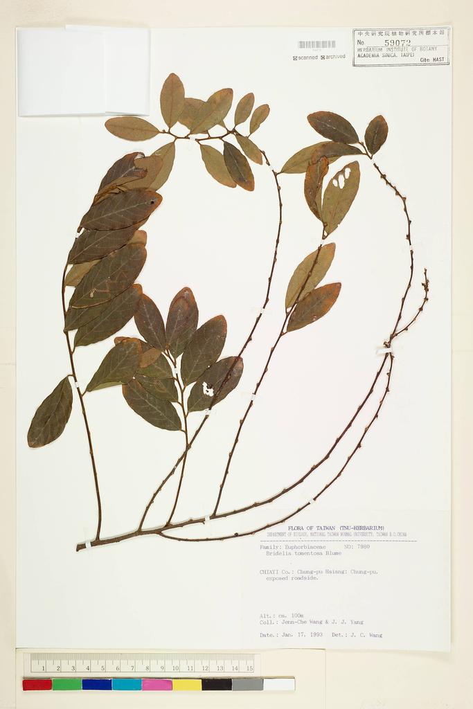 <Unit #56549 Wang, Jenn-Che | 王震哲 | 7980:: | Bridelia tomentosa Bl.>