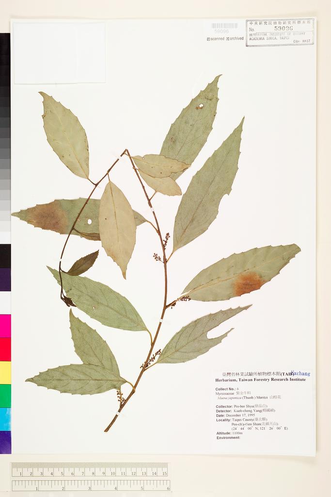 <Unit #68144 Shyu, Pin-bor | 徐品白 | 6:: | Maesa japonica (Thunb.) Moritzi ex Zoll.>