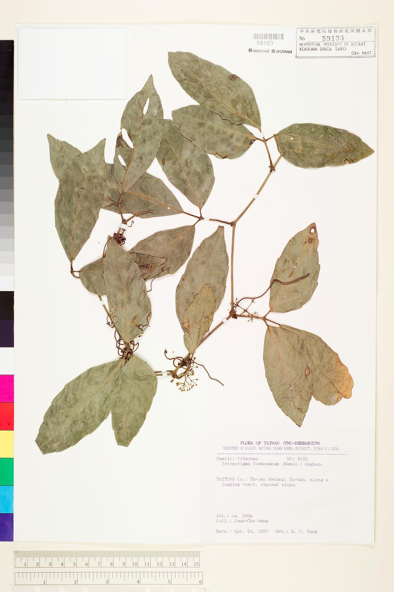 Sample image for viewer