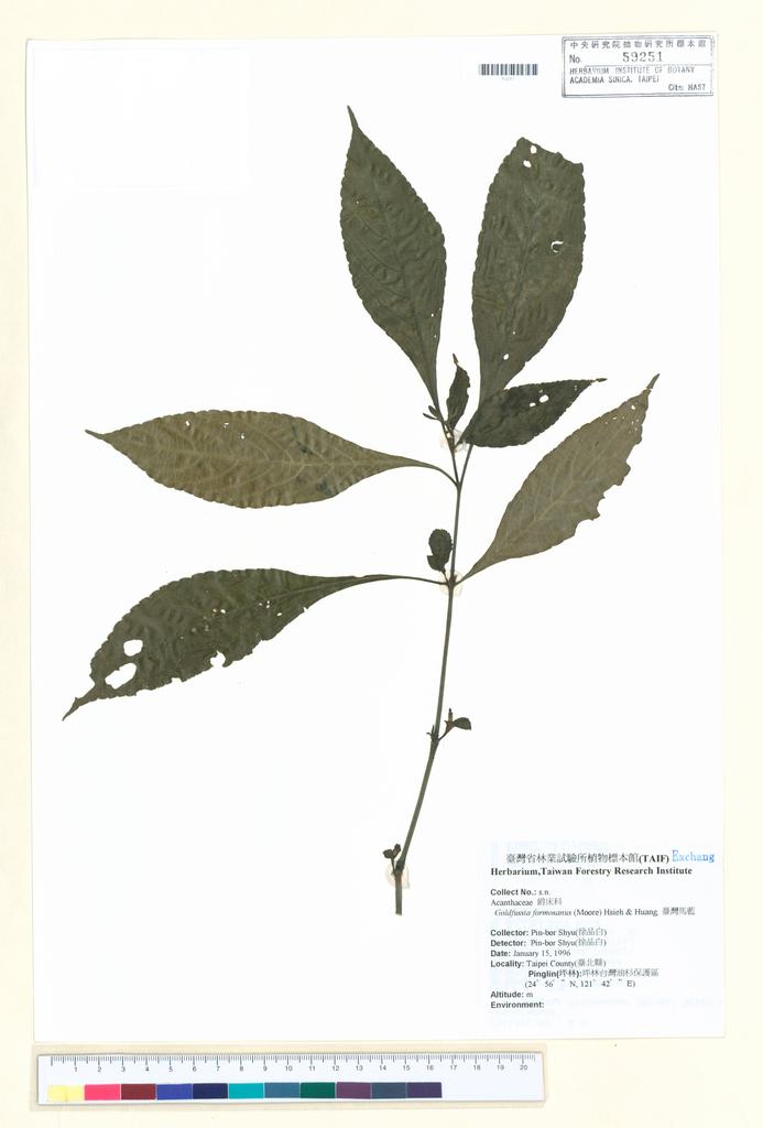 <Unit #39936 Shyu, Pin-bor | 徐品白 | s.n.:: | Goldfussia formosanus (Moore) Hsieh & Huang>