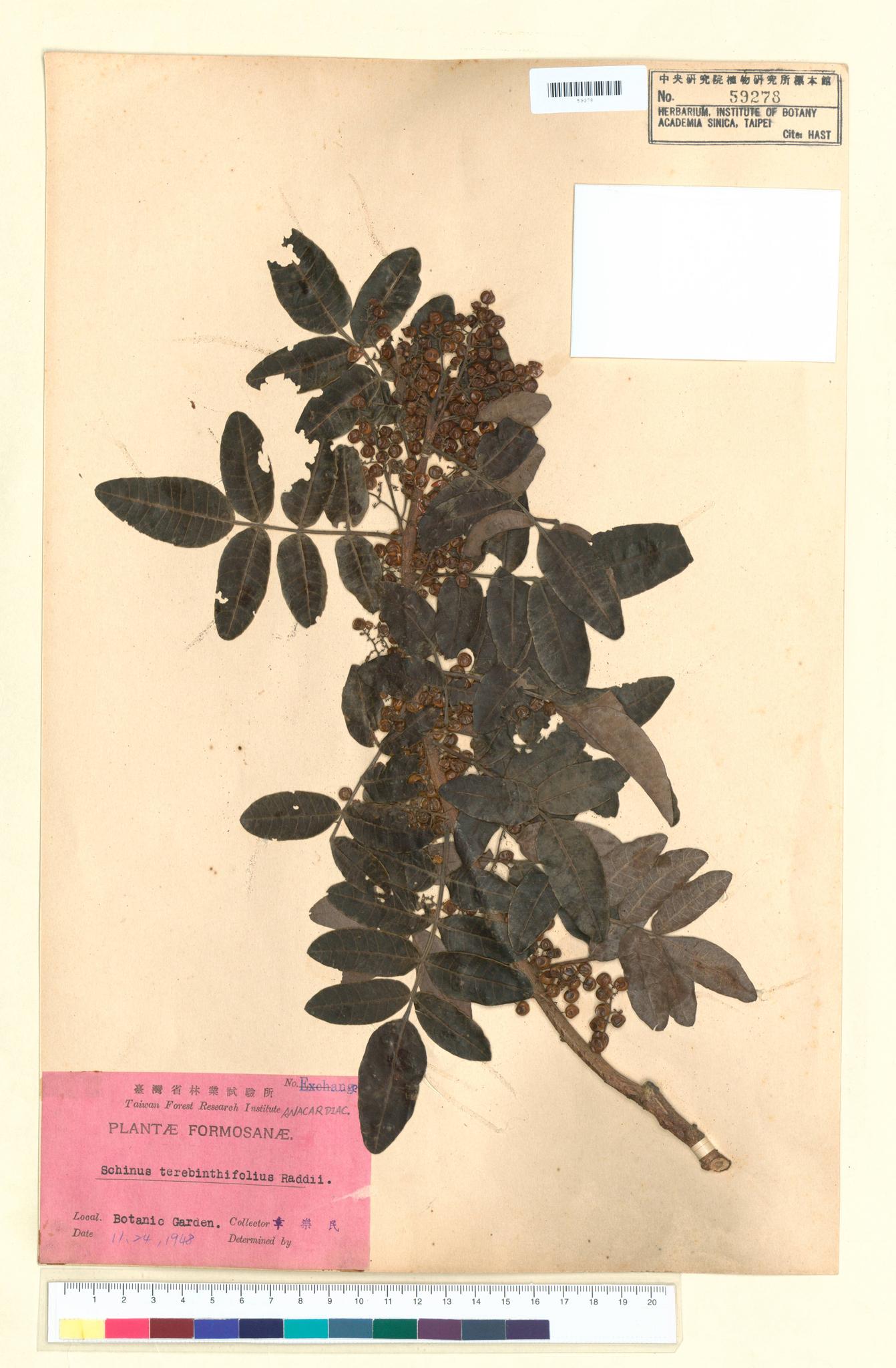 Sample image for viewer