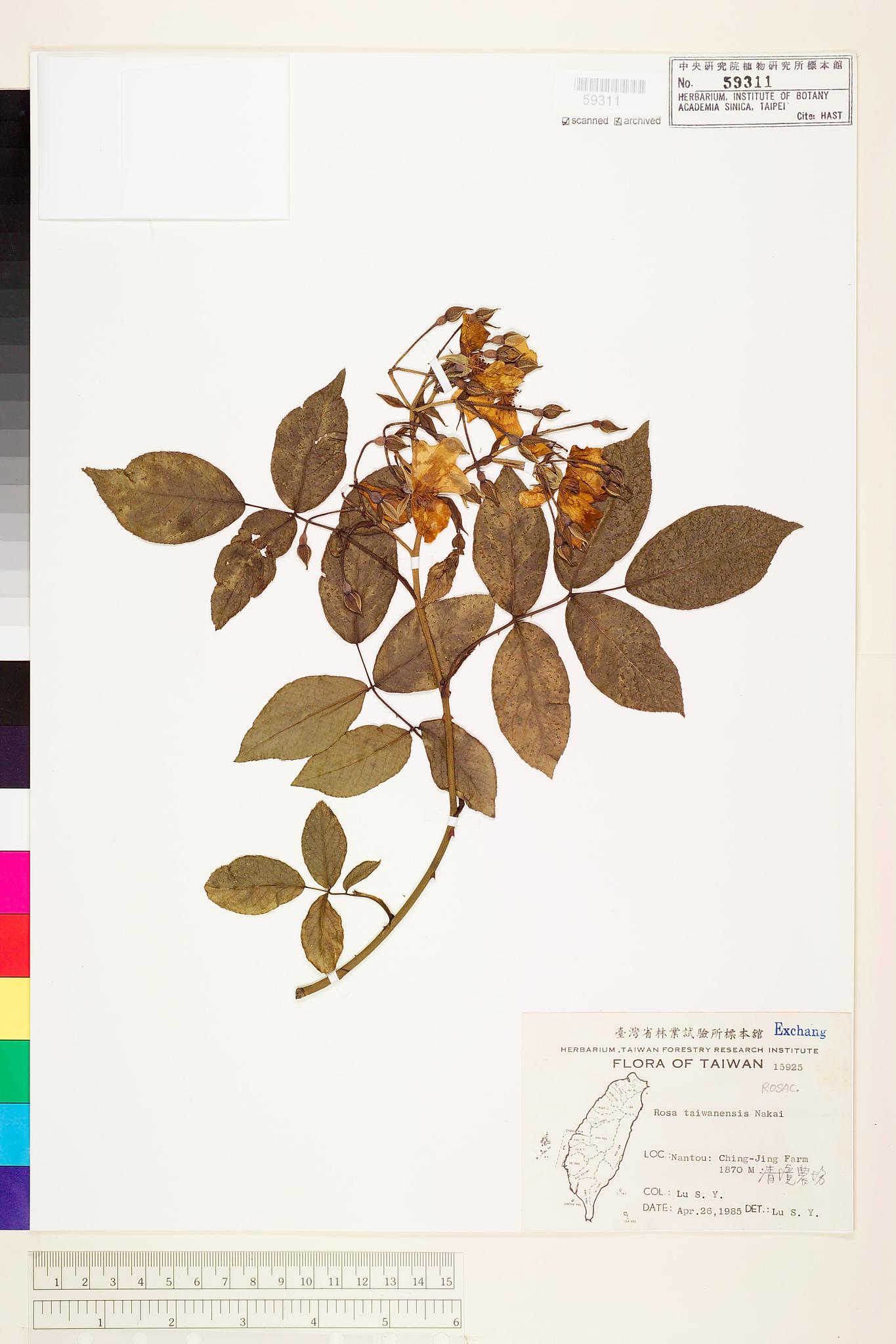 Sample image for viewer