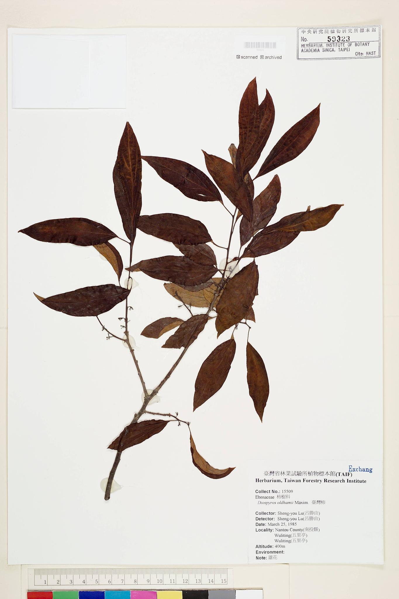 Sample image for viewer