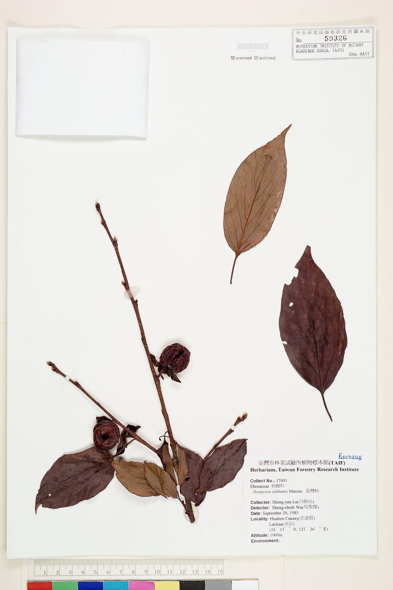 Sample image for viewer