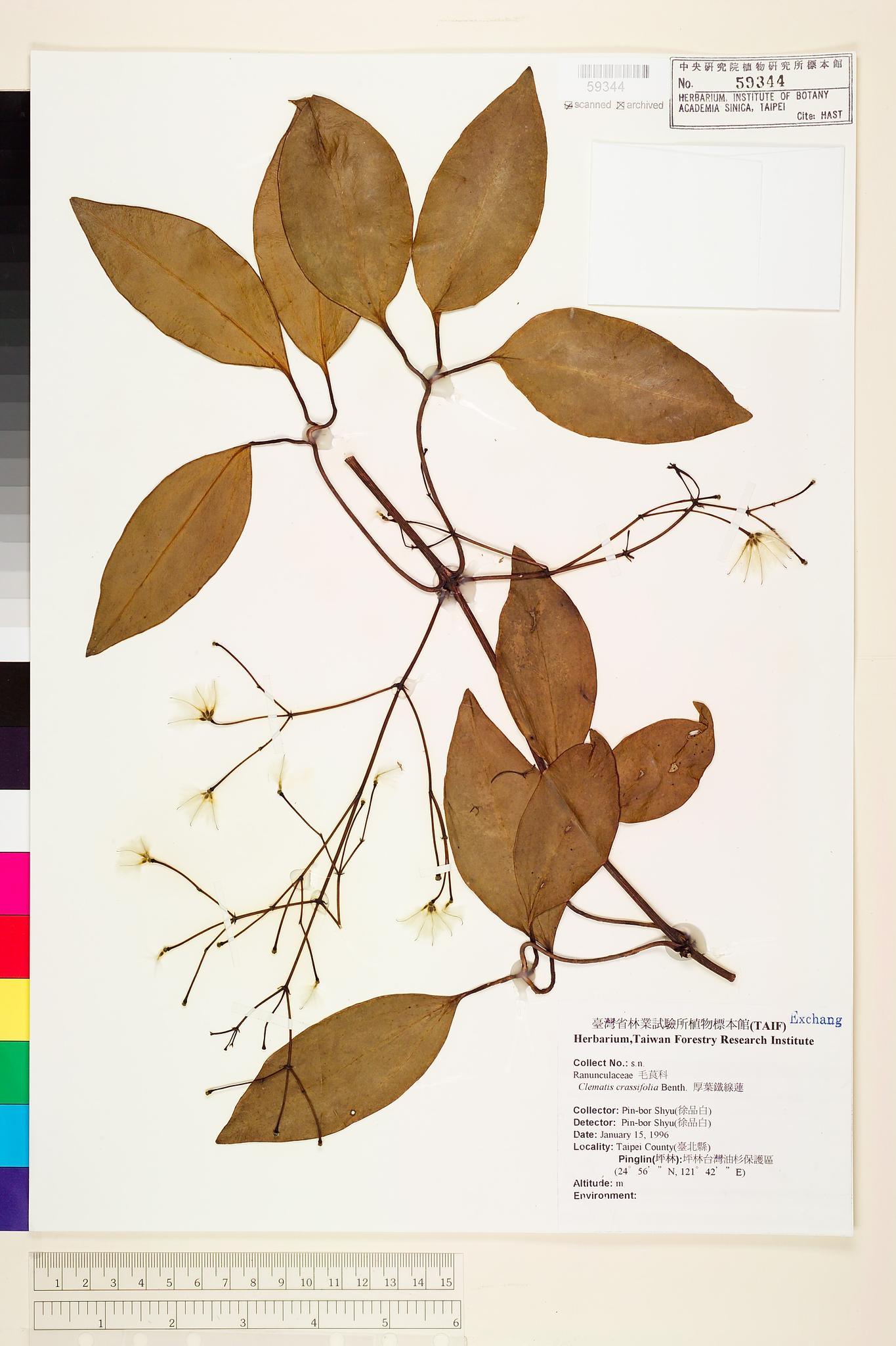 Sample image for viewer