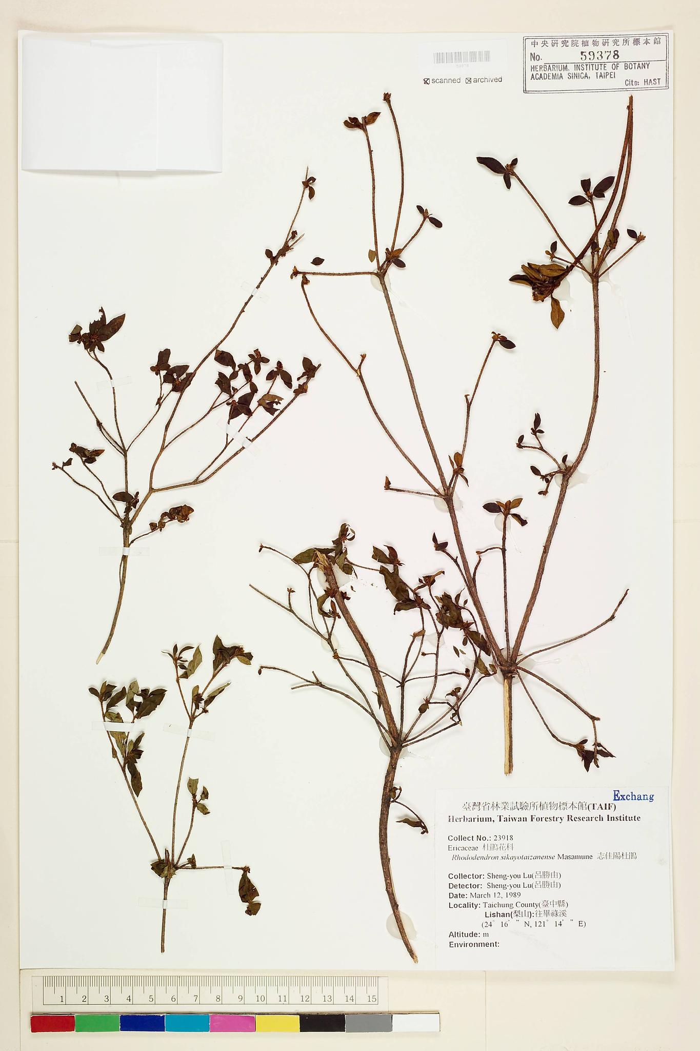 Sample image for viewer