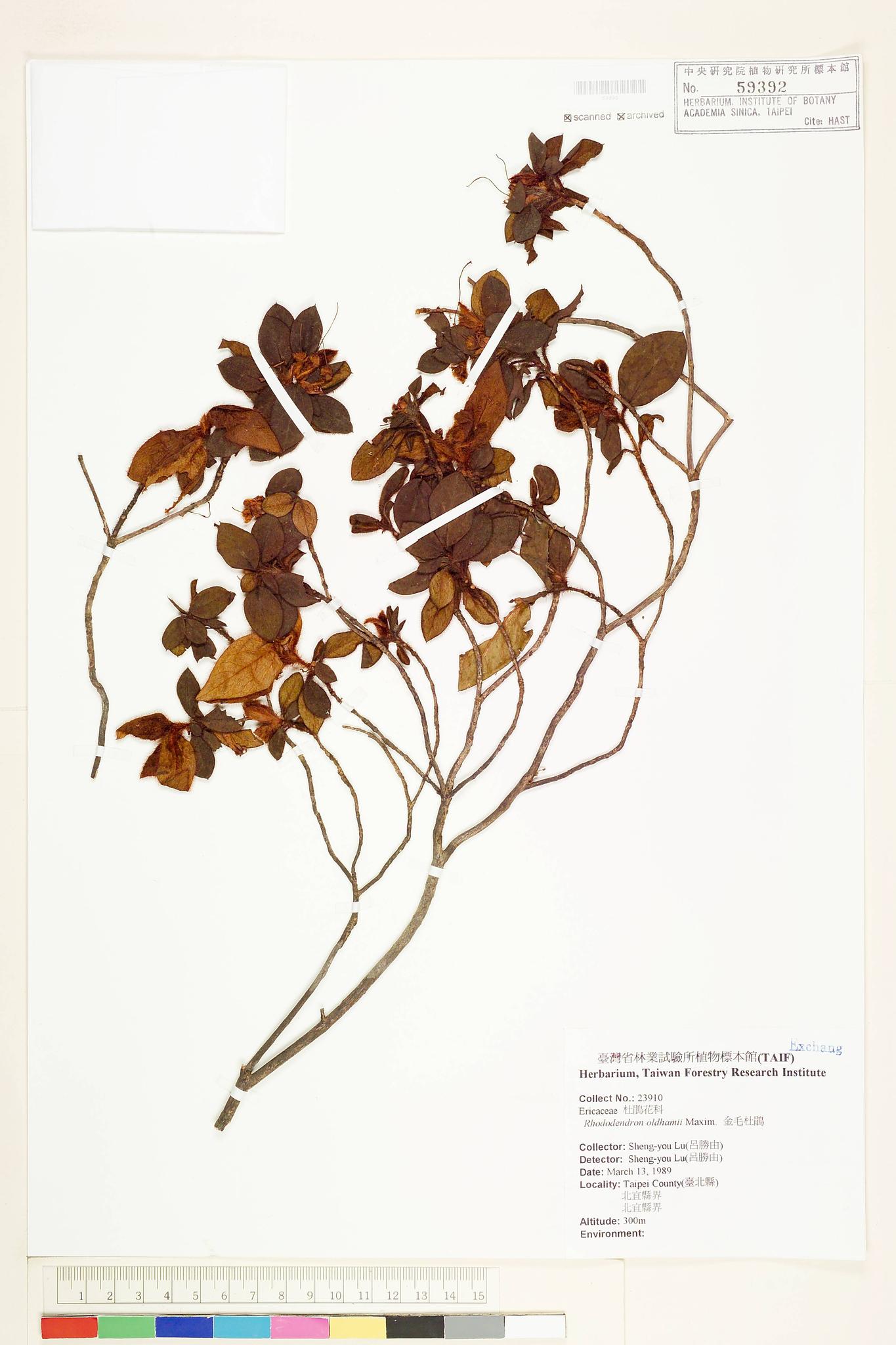 Sample image for viewer