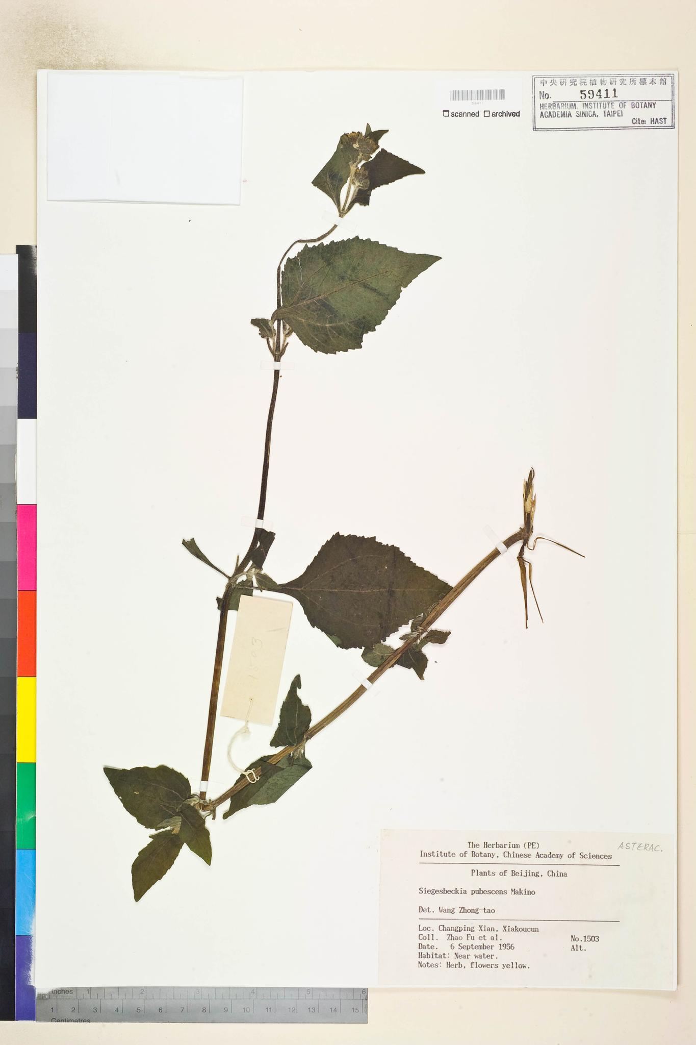 Sample image for viewer