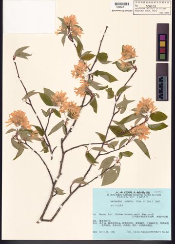 Amelanchier asiatica (Siebold & Zucc.) Endl. ex Walp.